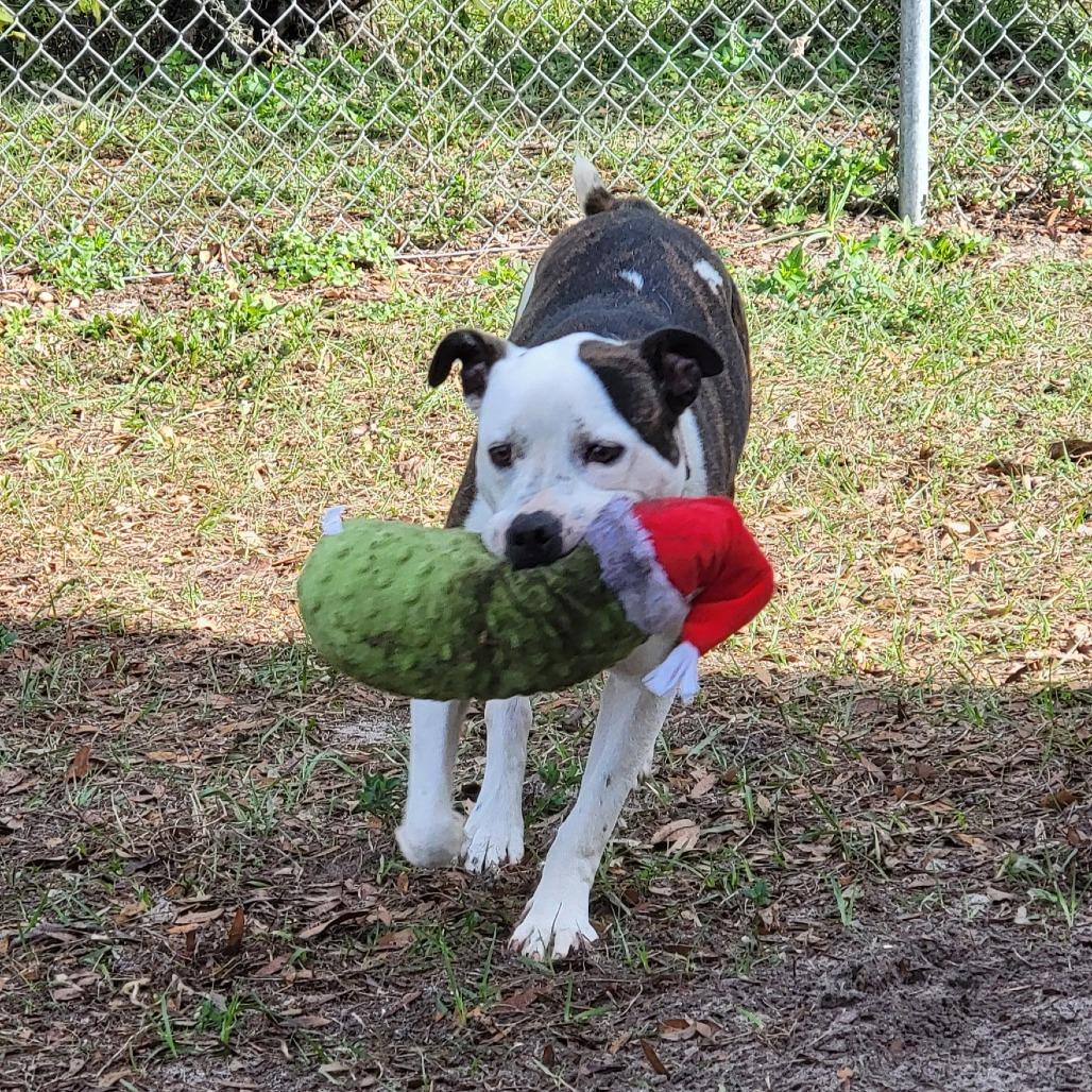 Enlarge Asics, a Adoptable Mixed Breed in Lake Panasoffkee, FL image 4/6