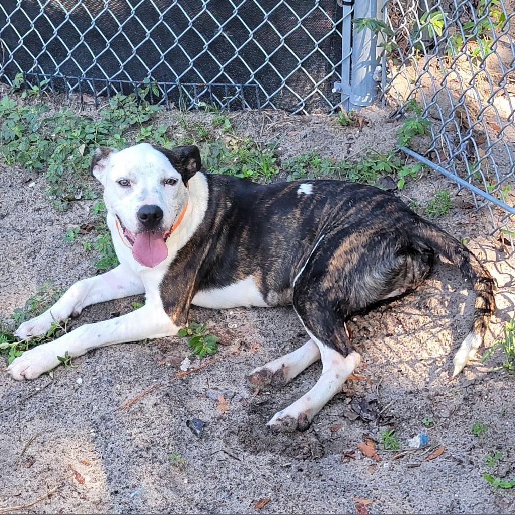 Enlarge Asics, a Adoptable Mixed Breed in Lake Panasoffkee, FL image 5/6