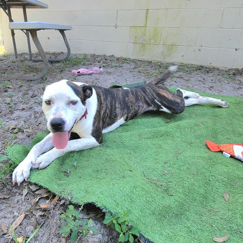 Enlarge Asics, a Adoptable Mixed Breed in Lake Panasoffkee, FL image 6/6