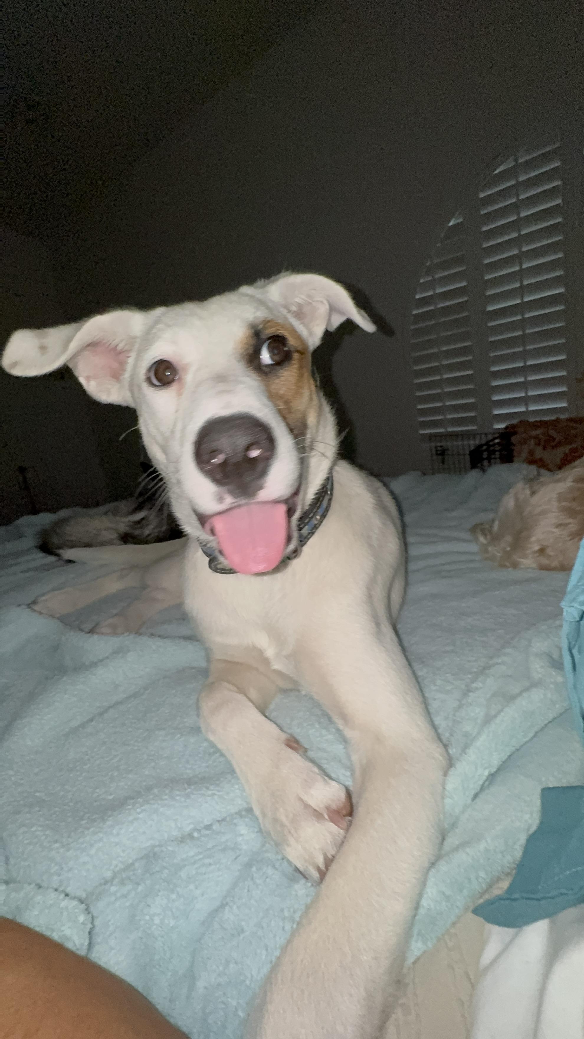 Jackie, Adoptable, Puppy Female German Shepherd Dog & Boxer.