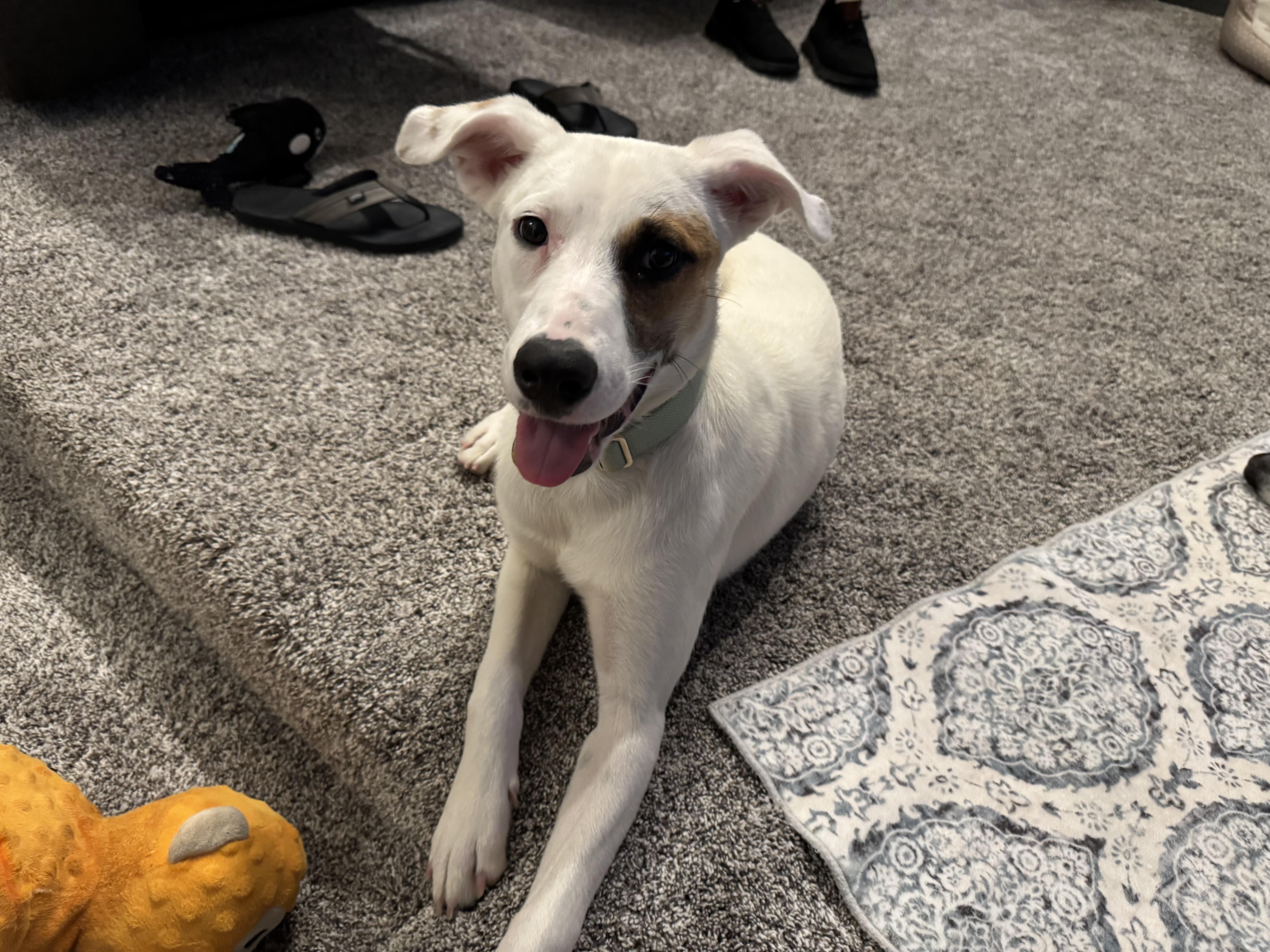 Enlarge Jackie, a Adoptable mixed breed in Bakersfield, CA image 3/6