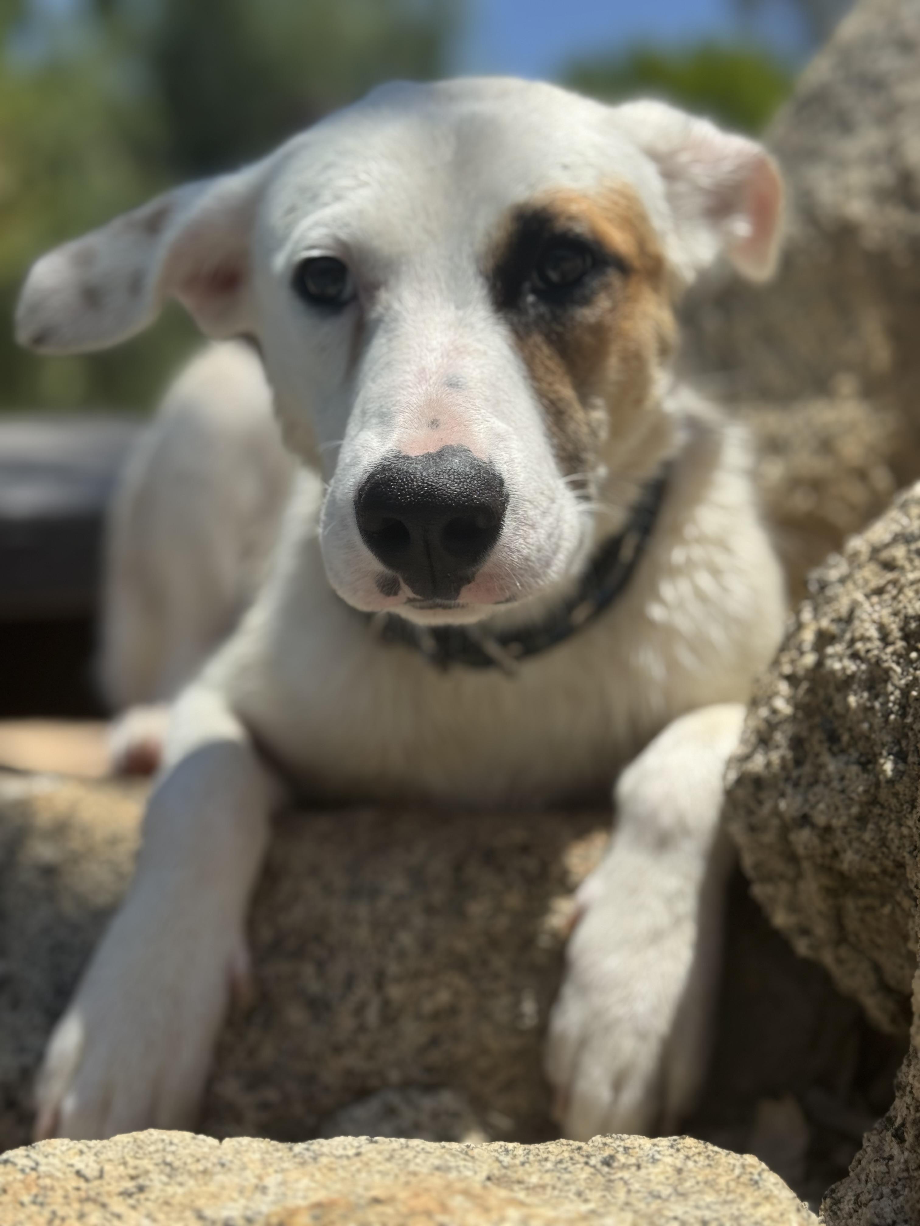 Enlarge Jackie, a Adoptable mixed breed in Bakersfield, CA image 5/6