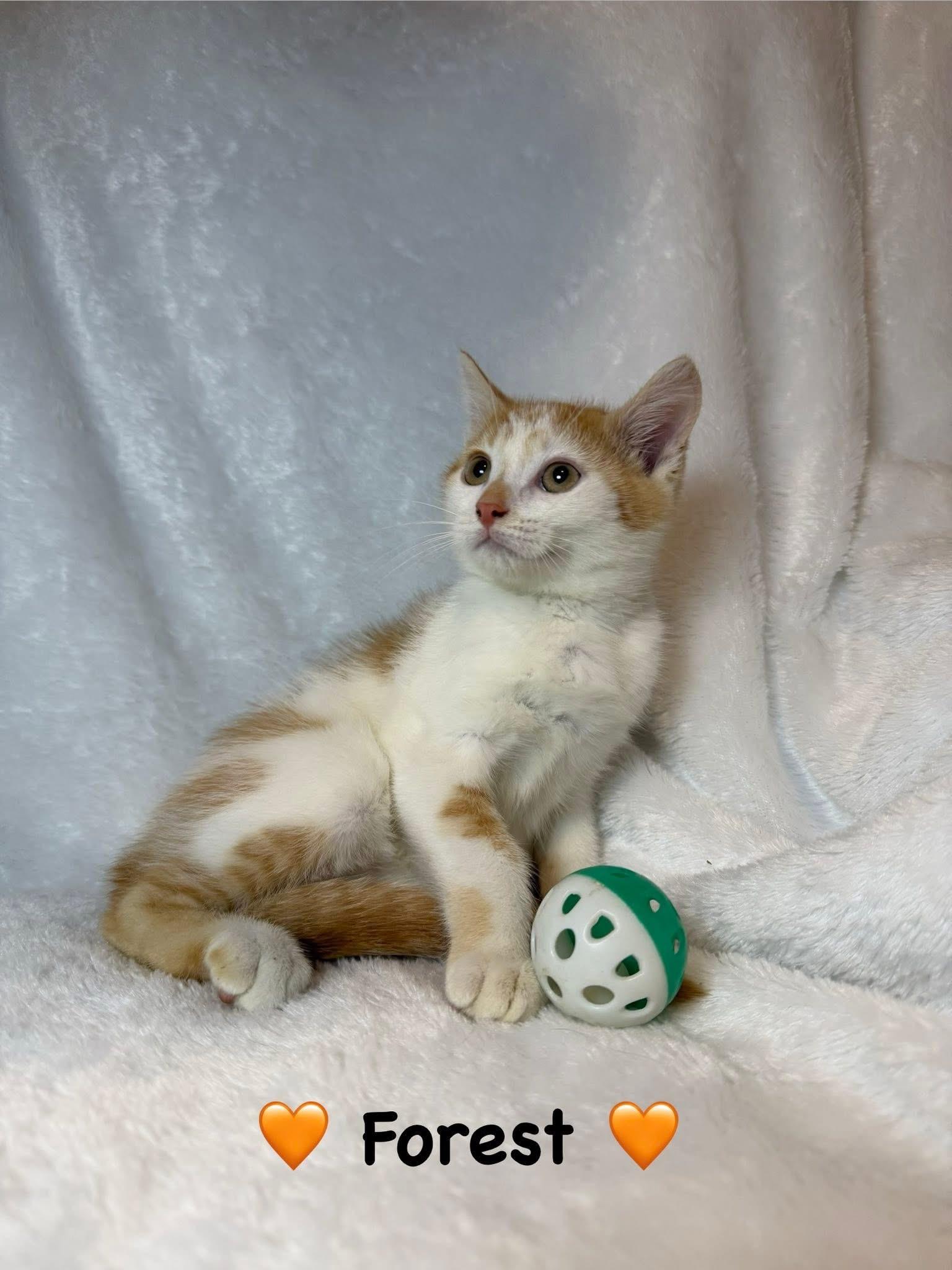 Enlarge Forest, a ADOPTABLE Domestic Short Hair in Copley, OH image 2/2