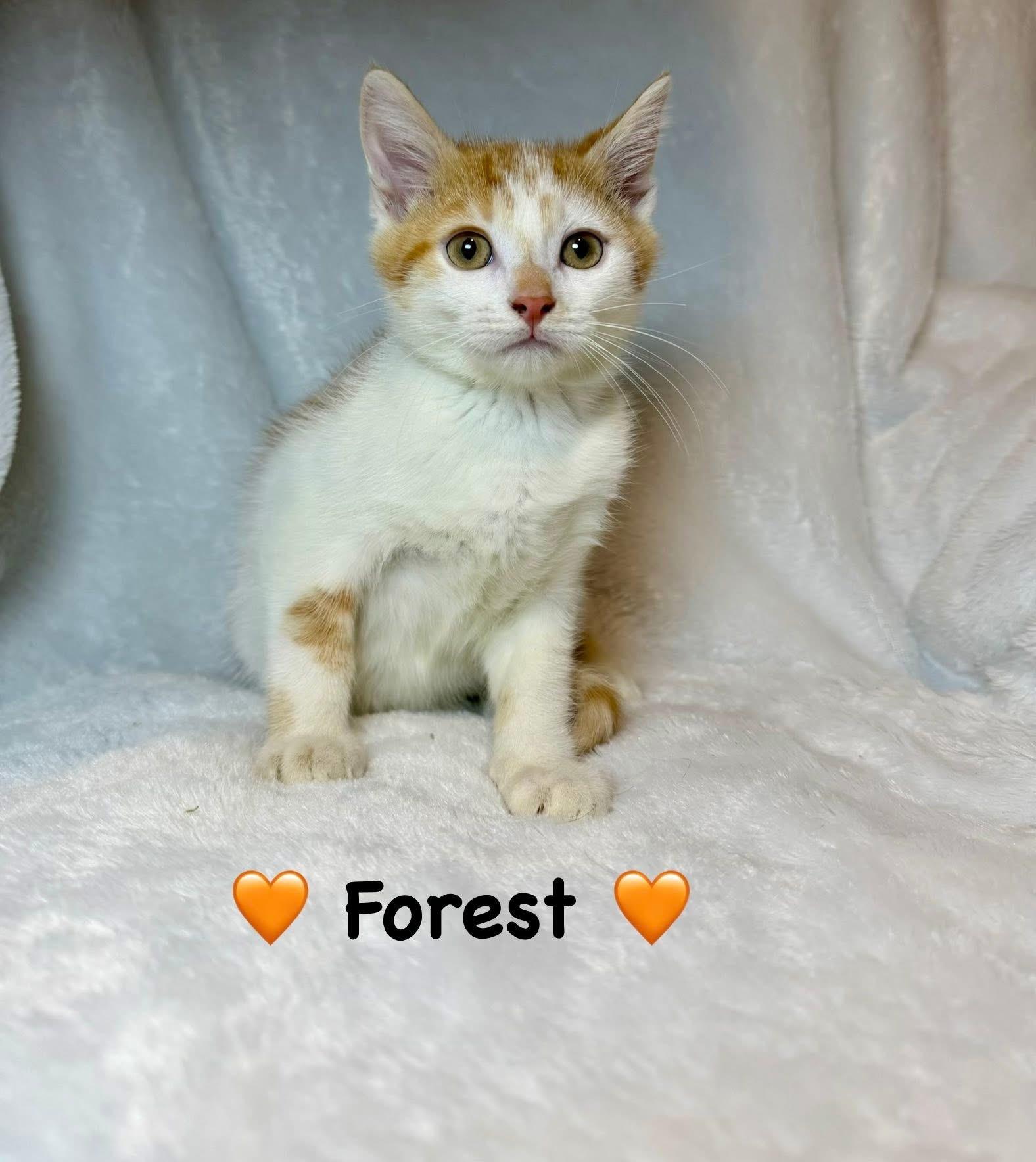 Forest, ADOPTABLE, Kitten Male Domestic Short Hair.