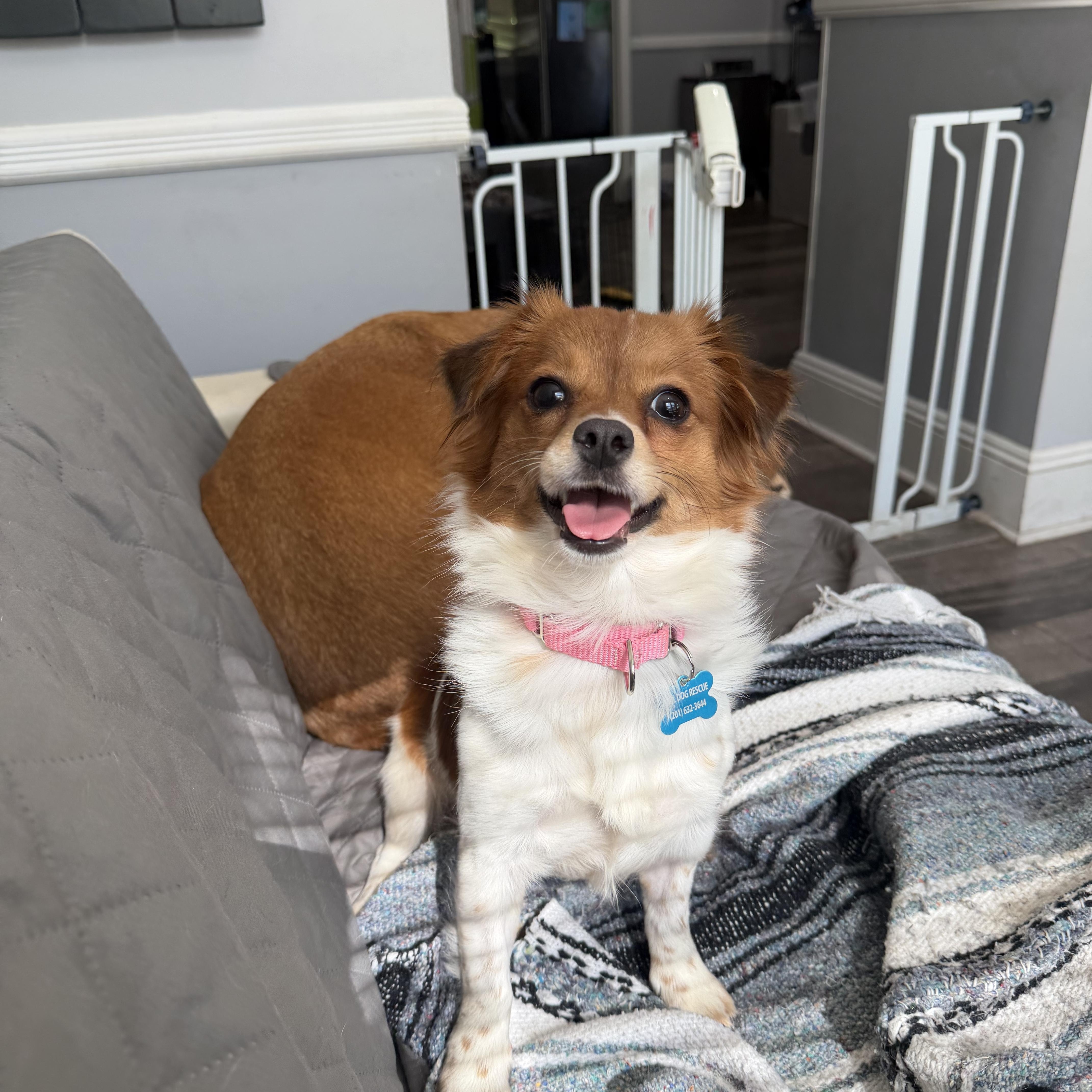 Enlarge Pickle, a Adopted mixed breed in Mahwah, NJ image 1/6