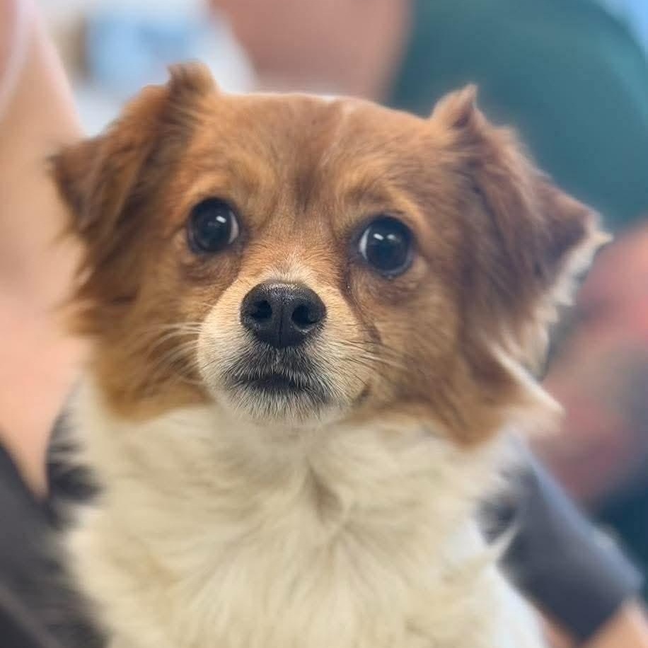Enlarge Pickle, a Adoptable mixed breed in Mahwah, NJ image 1/2