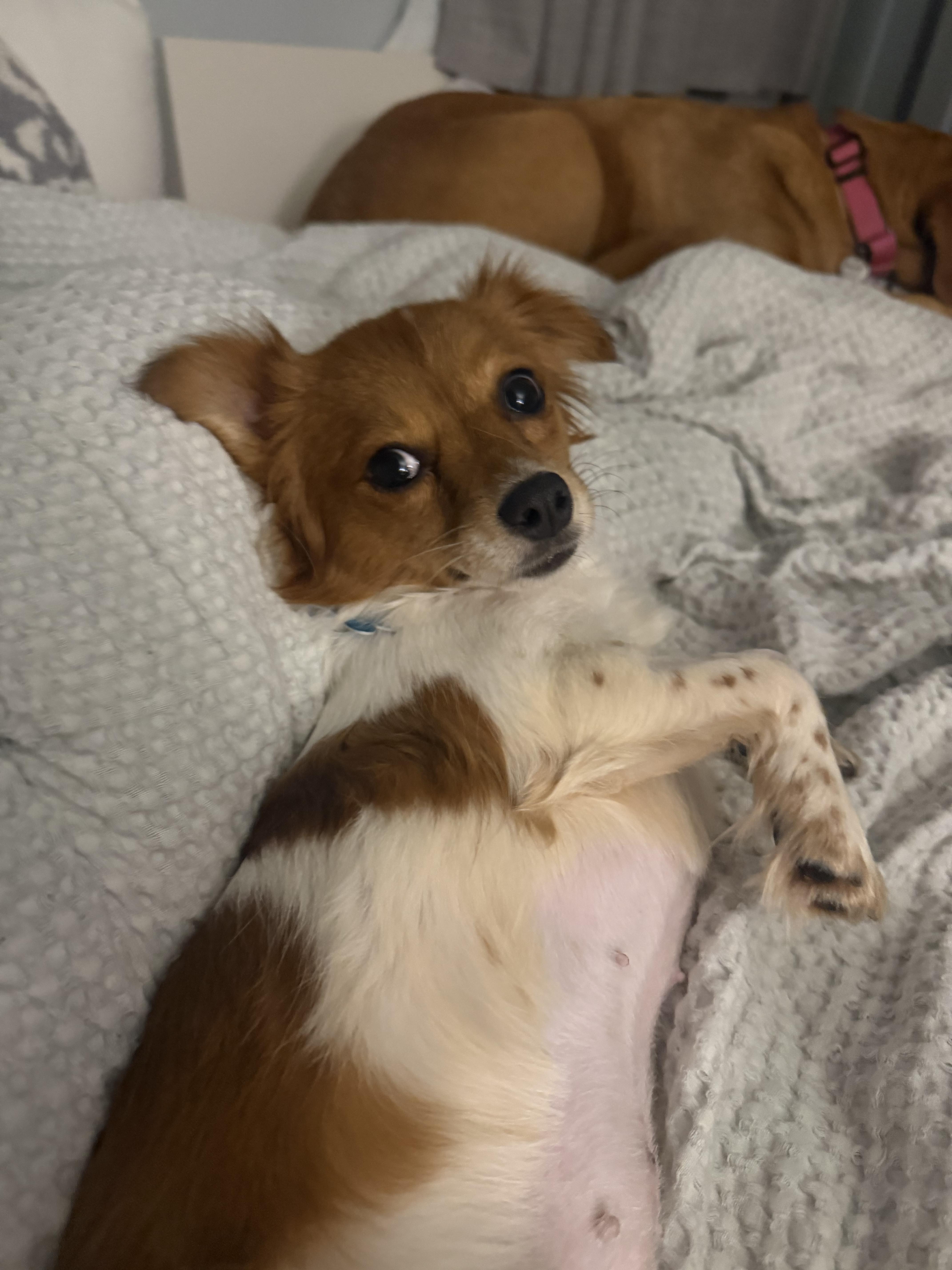 Enlarge Pickle, a Adopted mixed breed in Mahwah, NJ image 2/6