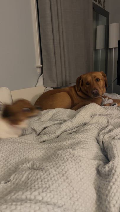 Enlarge Pickle, a Adopted mixed breed in Mahwah, NJ video 4/6