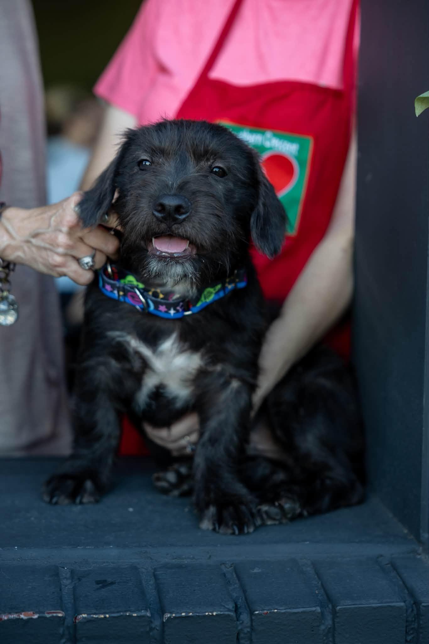 Darren, a ADOPTABLE mixed breed in Milner, GA image 4/5