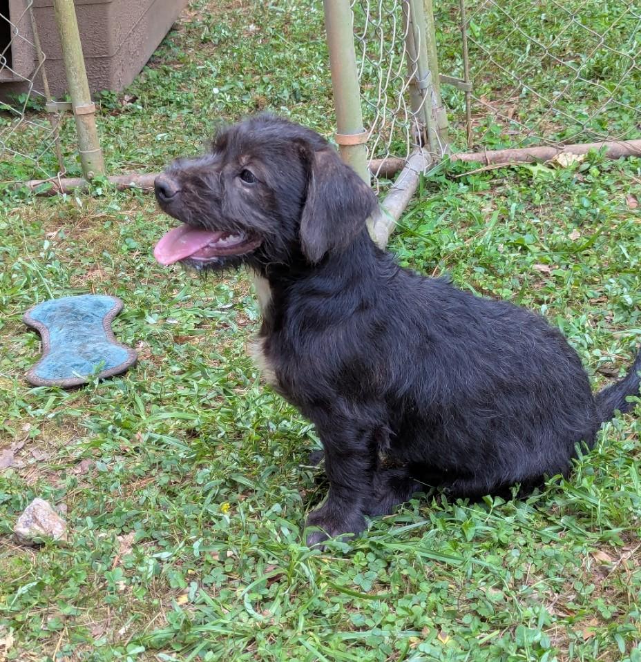 Darren, a ADOPTABLE mixed breed in Milner, GA image 3/5