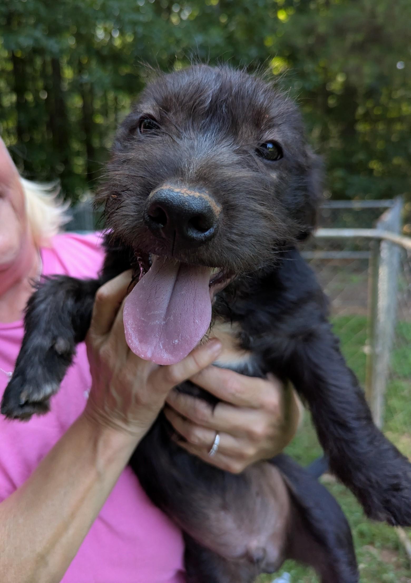 Darren, a ADOPTABLE mixed breed in Milner, GA image 5/5