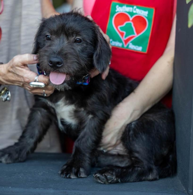 Darren, ADOPTABLE, Puppy Male Basset Hound & Schnauzer.