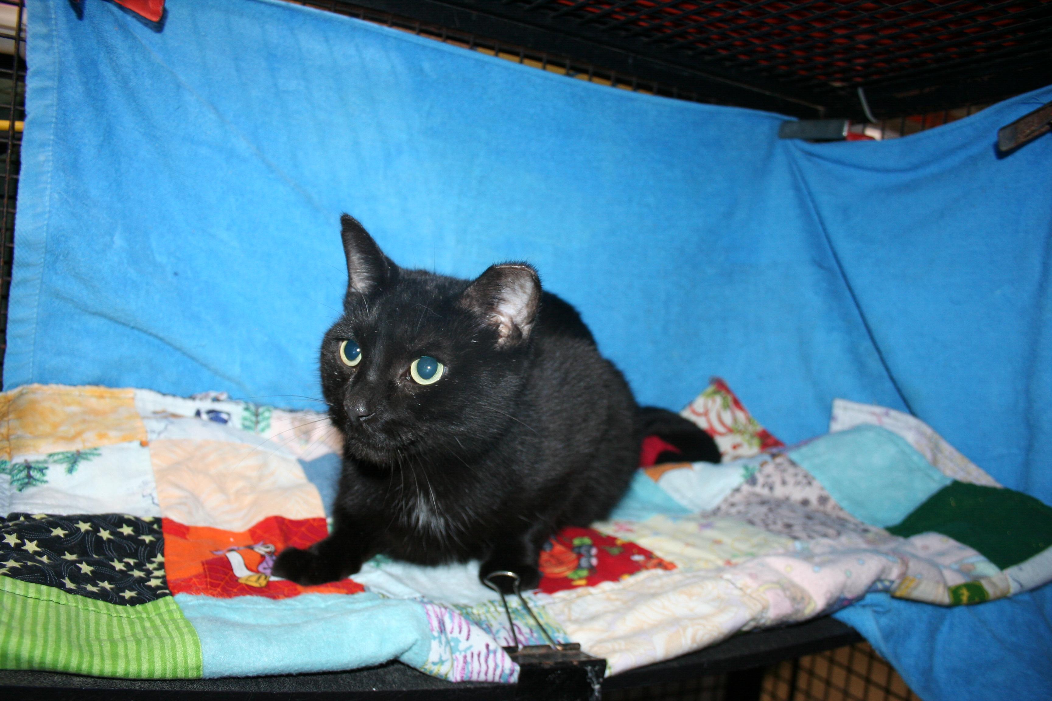 Mina, a Adoptable mixed breed in Howell, MI image 4/4