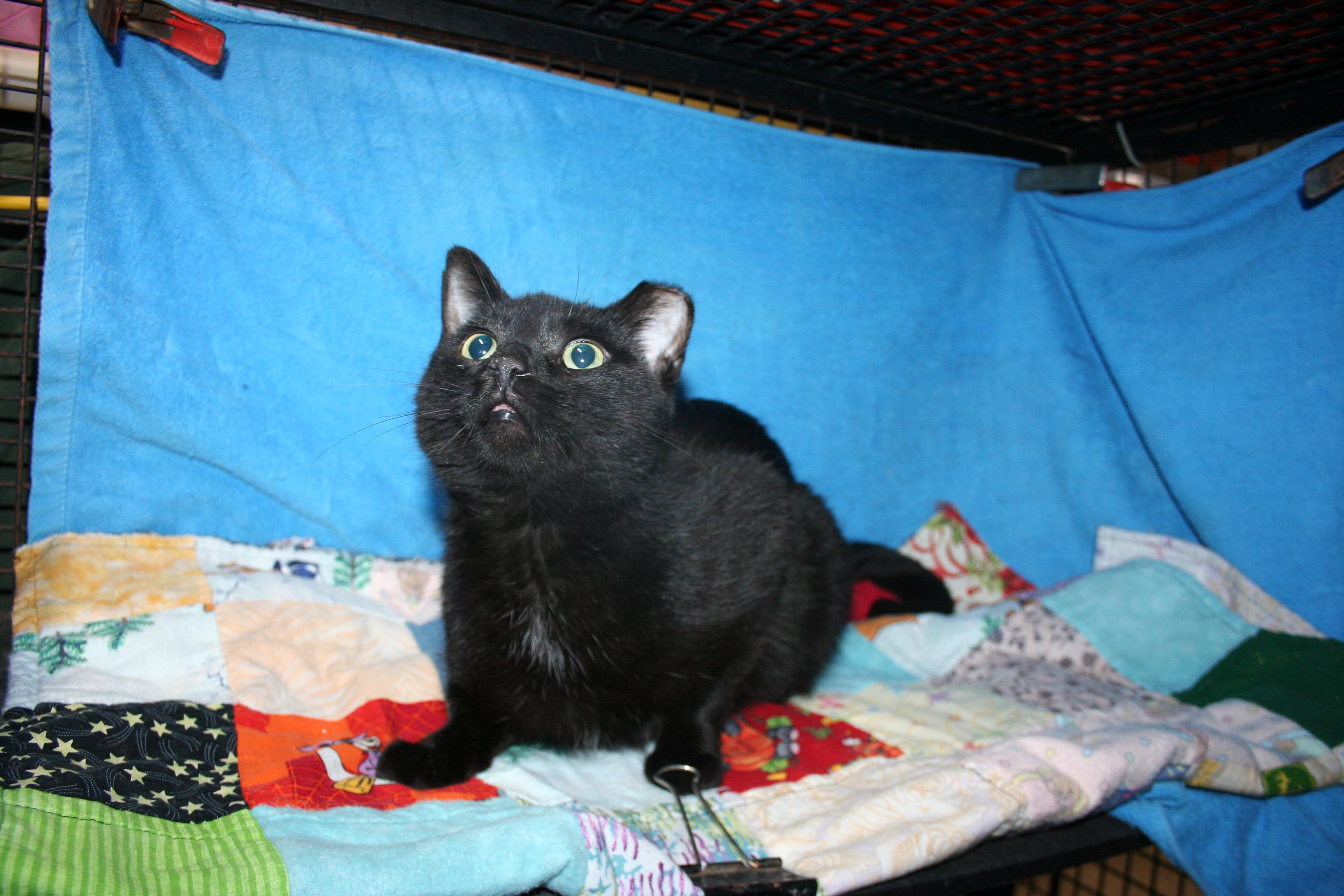 Mina, a Adoptable mixed breed in Howell, MI image 1/4