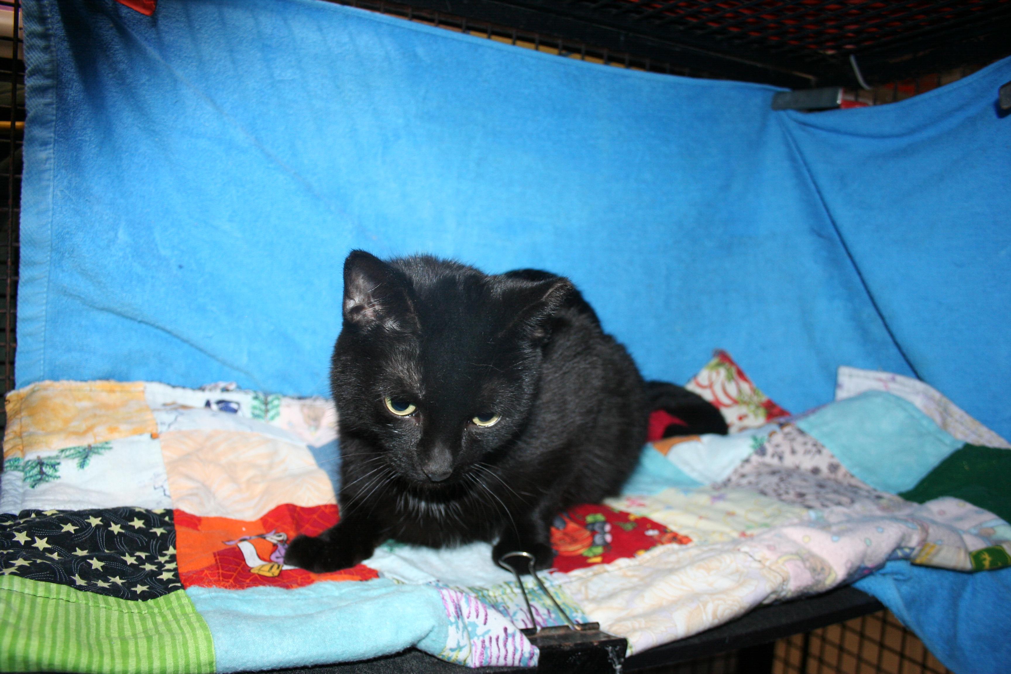 Mina, a Adoptable mixed breed in Howell, MI image 3/4