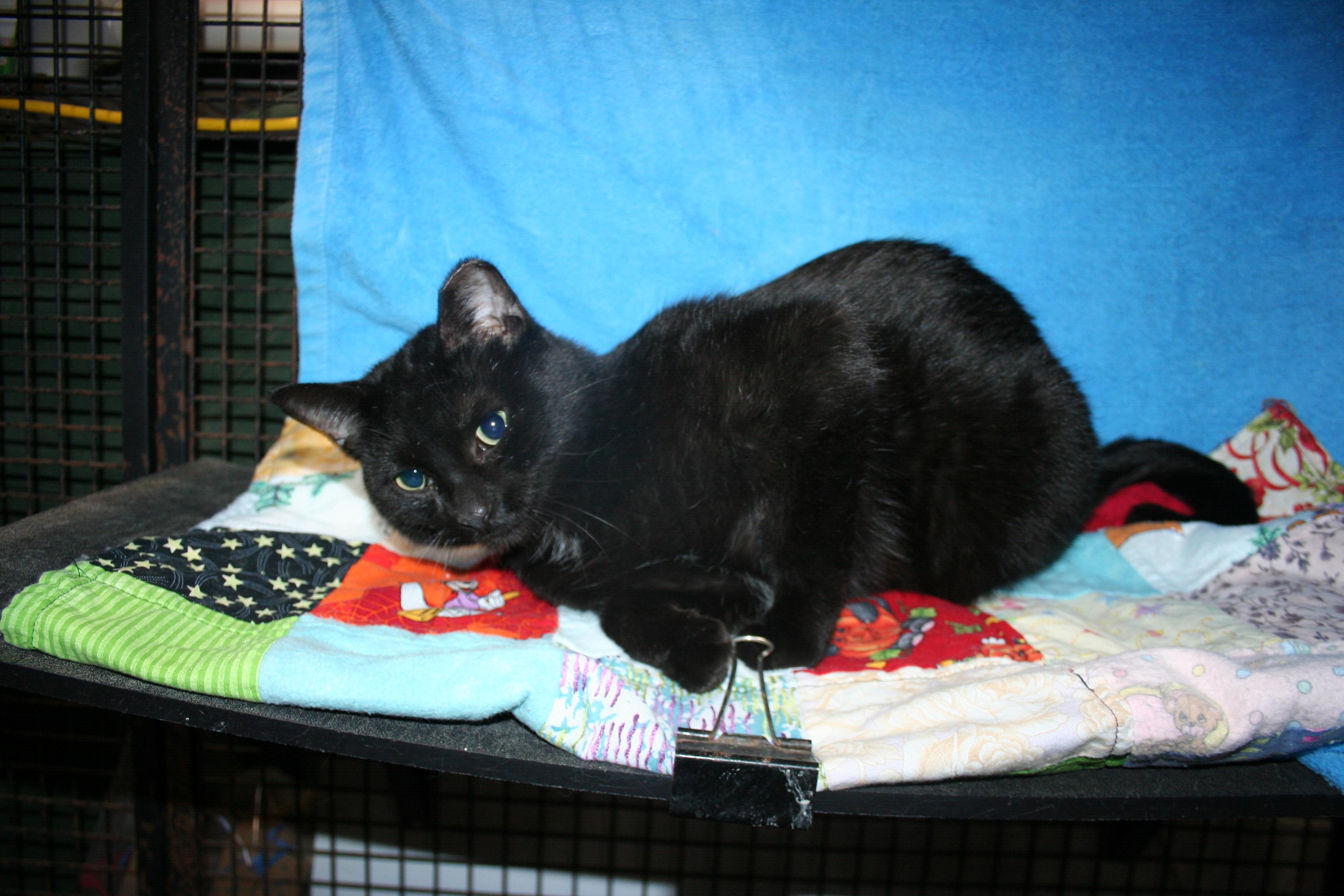 Mina, a Adoptable mixed breed in Howell, MI image 2/4