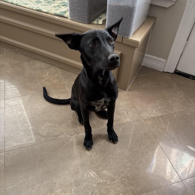 Shadow, Young Male Labrador Retriever