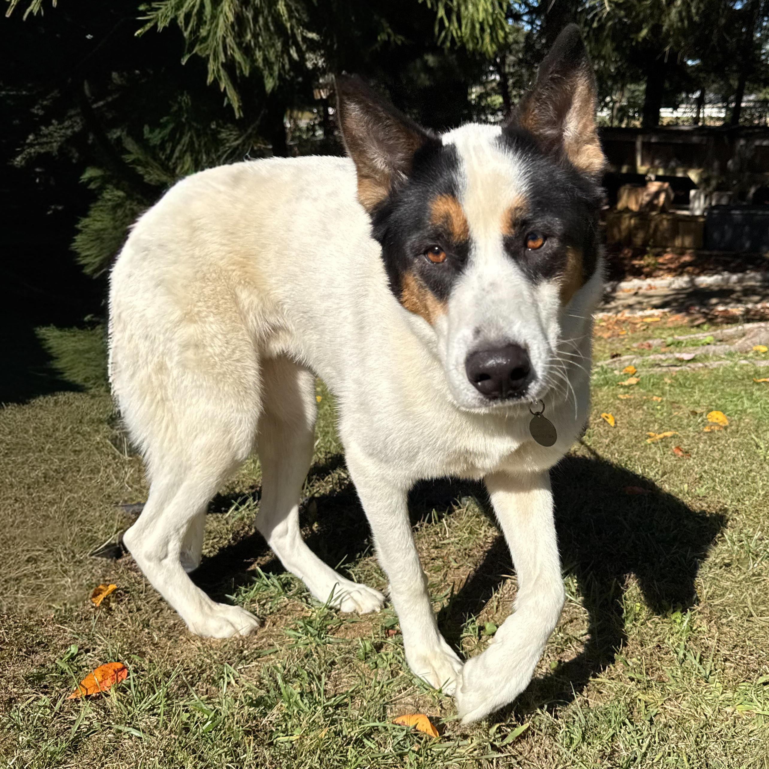 Enlarge Ravi, a Adoptable mixed breed in Latrobe, PA image 1/6