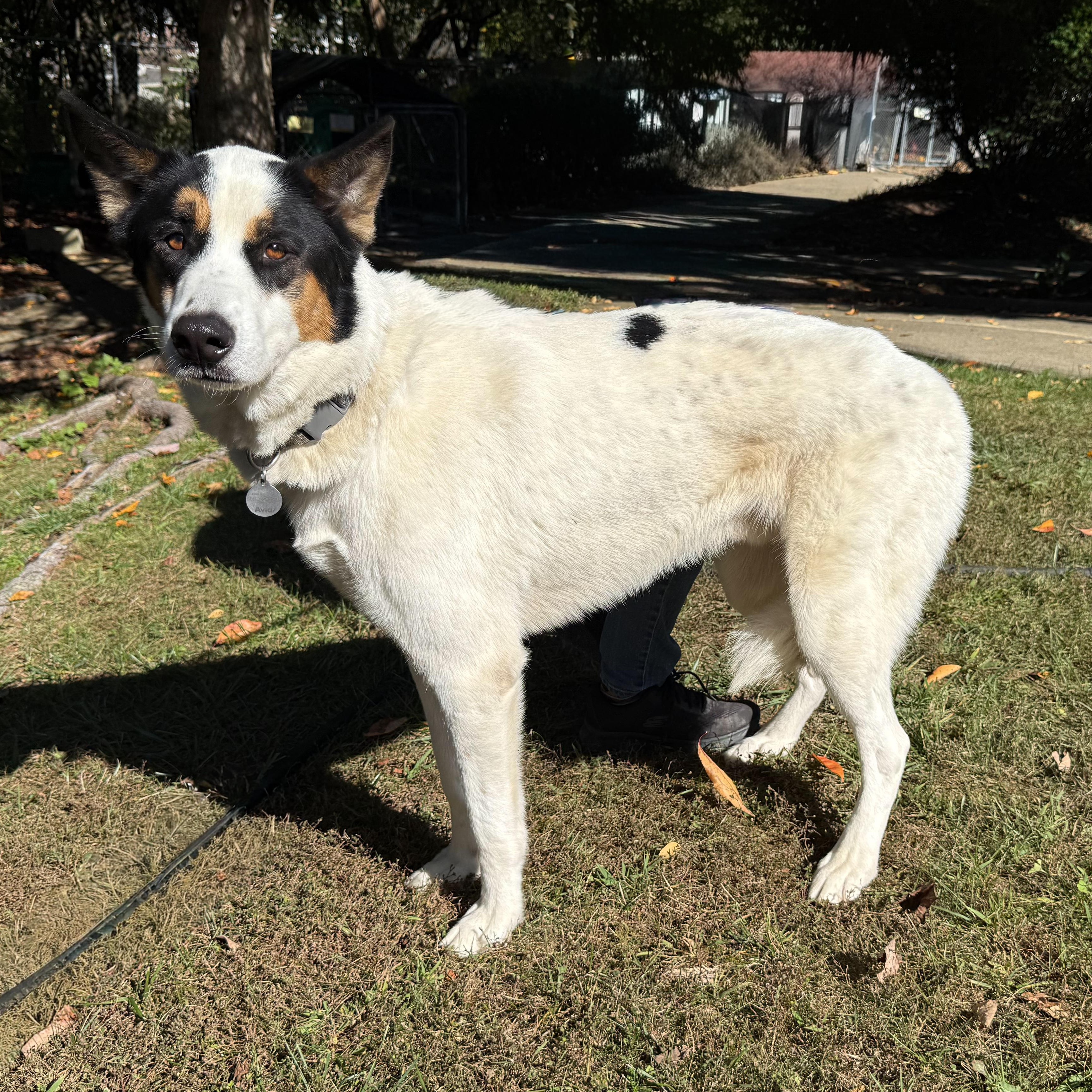 Enlarge Ravi, a Adoptable mixed breed in Latrobe, PA image 2/6