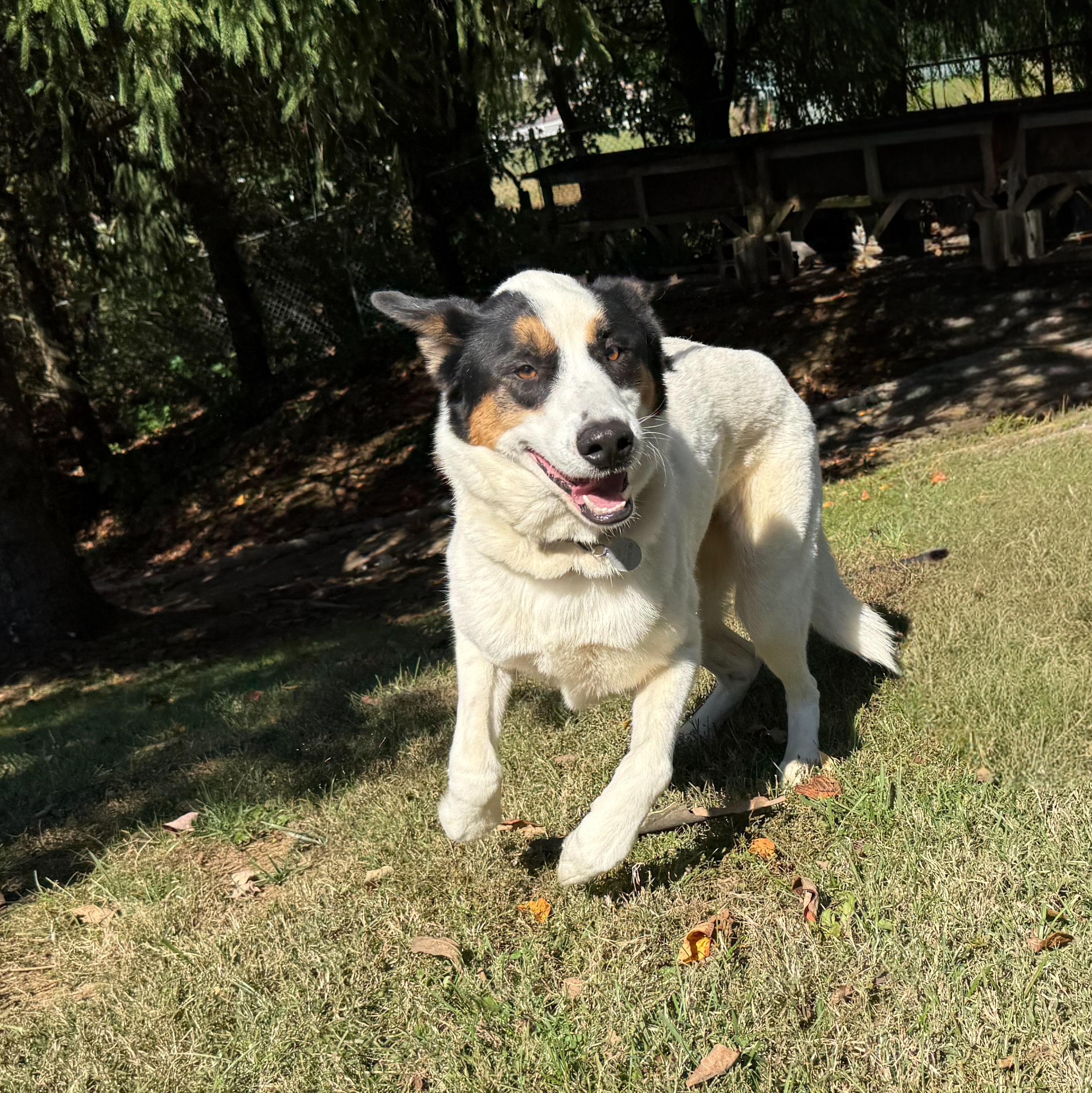 Enlarge Ravi, a Adoptable mixed breed in Latrobe, PA image 4/6