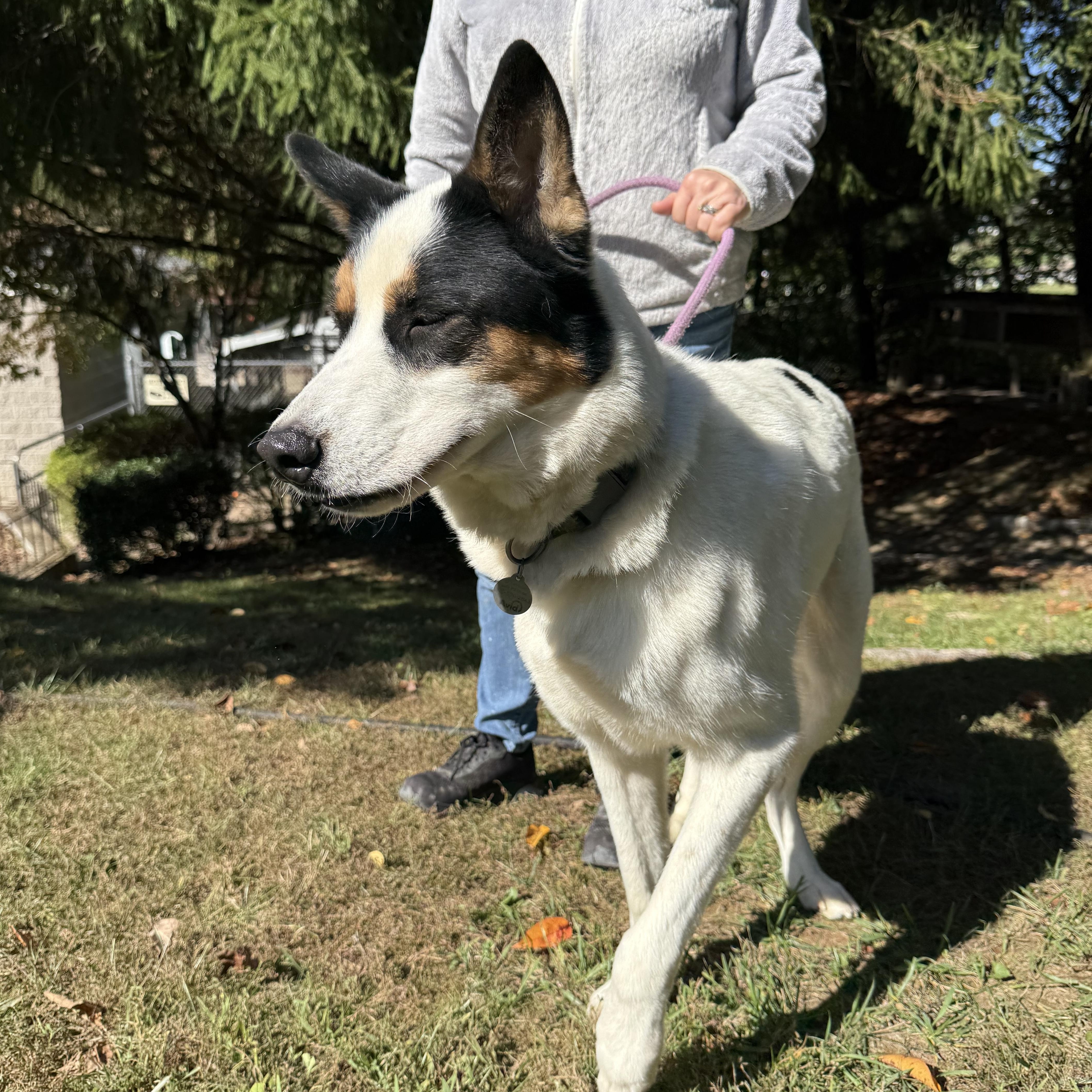 Enlarge Ravi, a Adoptable mixed breed in Latrobe, PA image 5/6