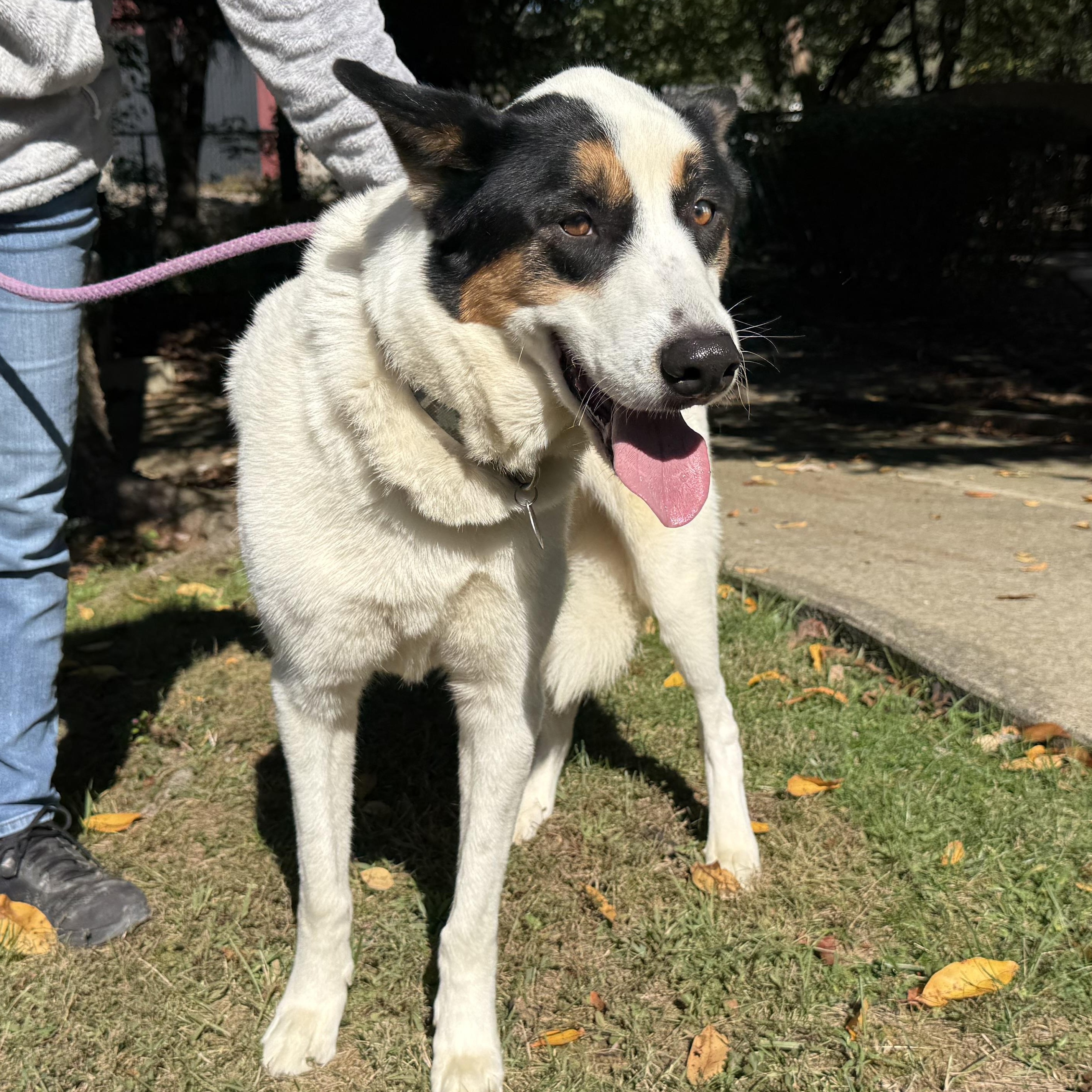 Enlarge Ravi, a Adoptable mixed breed in Latrobe, PA image 6/6