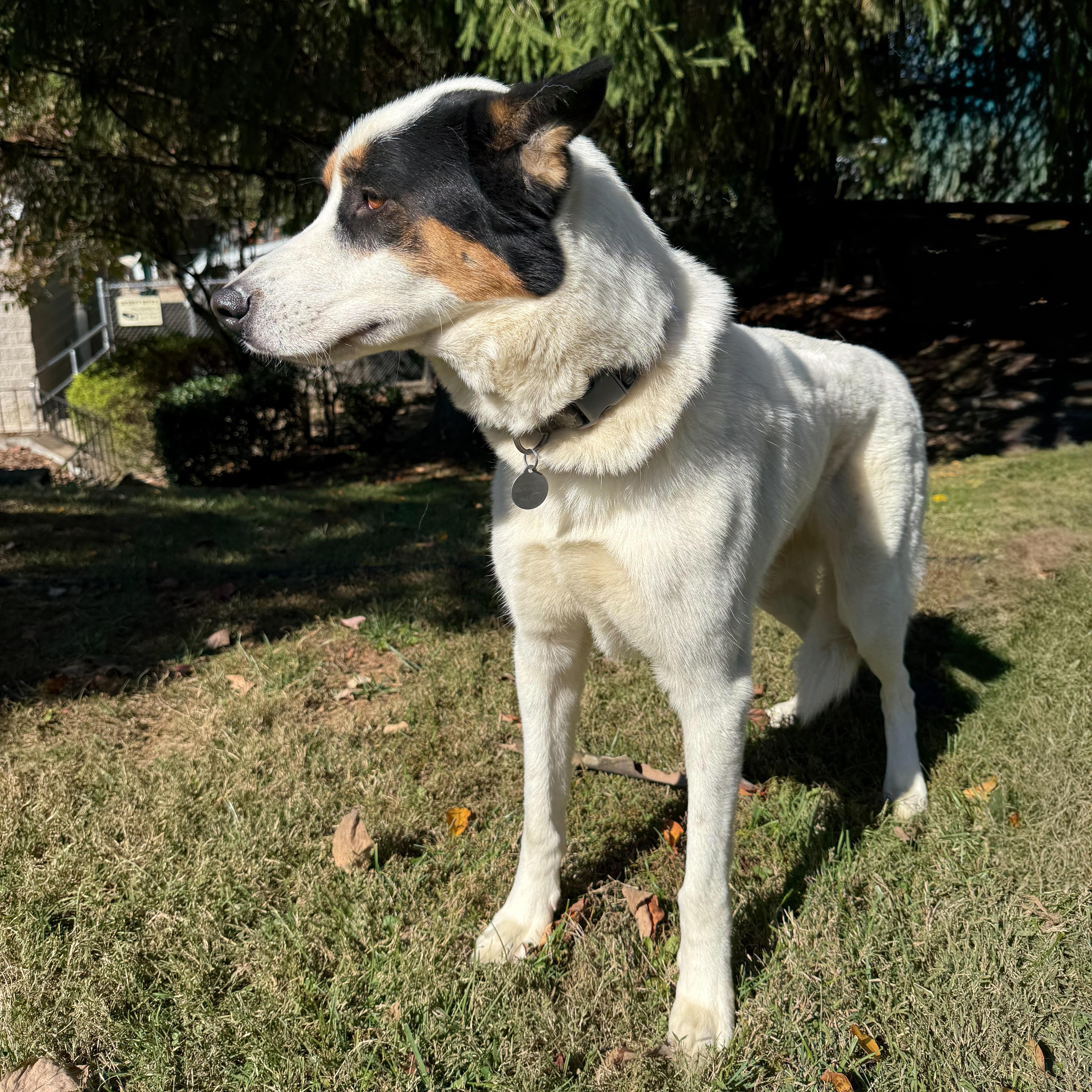 Enlarge Ravi, a Adoptable mixed breed in Latrobe, PA image 3/6
