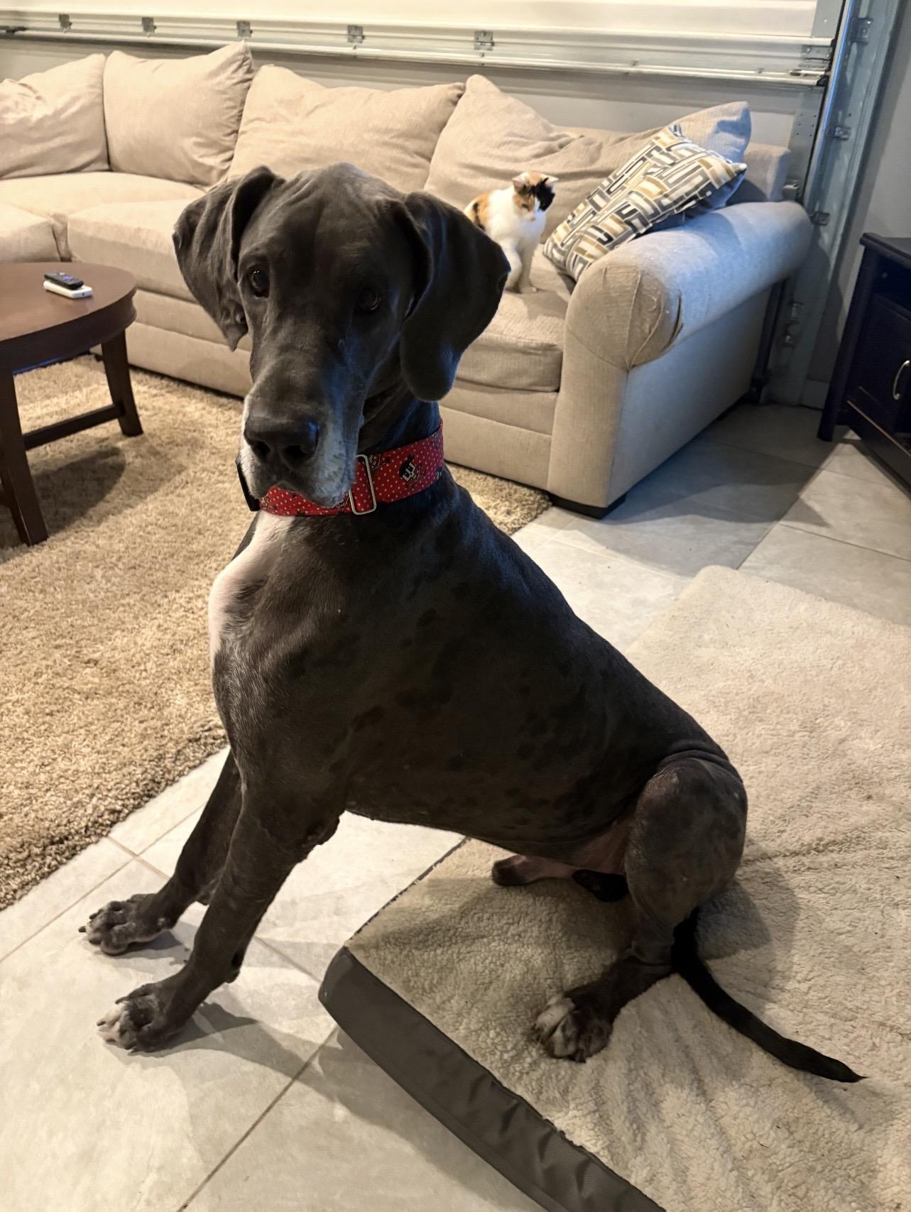 Linus, a ADOPTABLE Great Dane in Bonneau, SC image 2/3