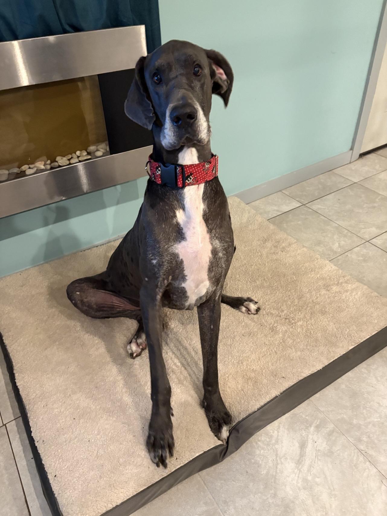 Linus, a ADOPTABLE Great Dane in Bonneau, SC image 1/3