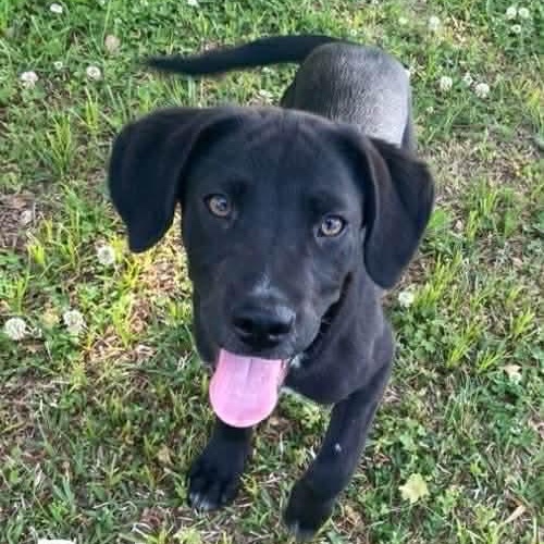 Pete*, ADOPTABLE, Puppy Male Labrador Retriever.