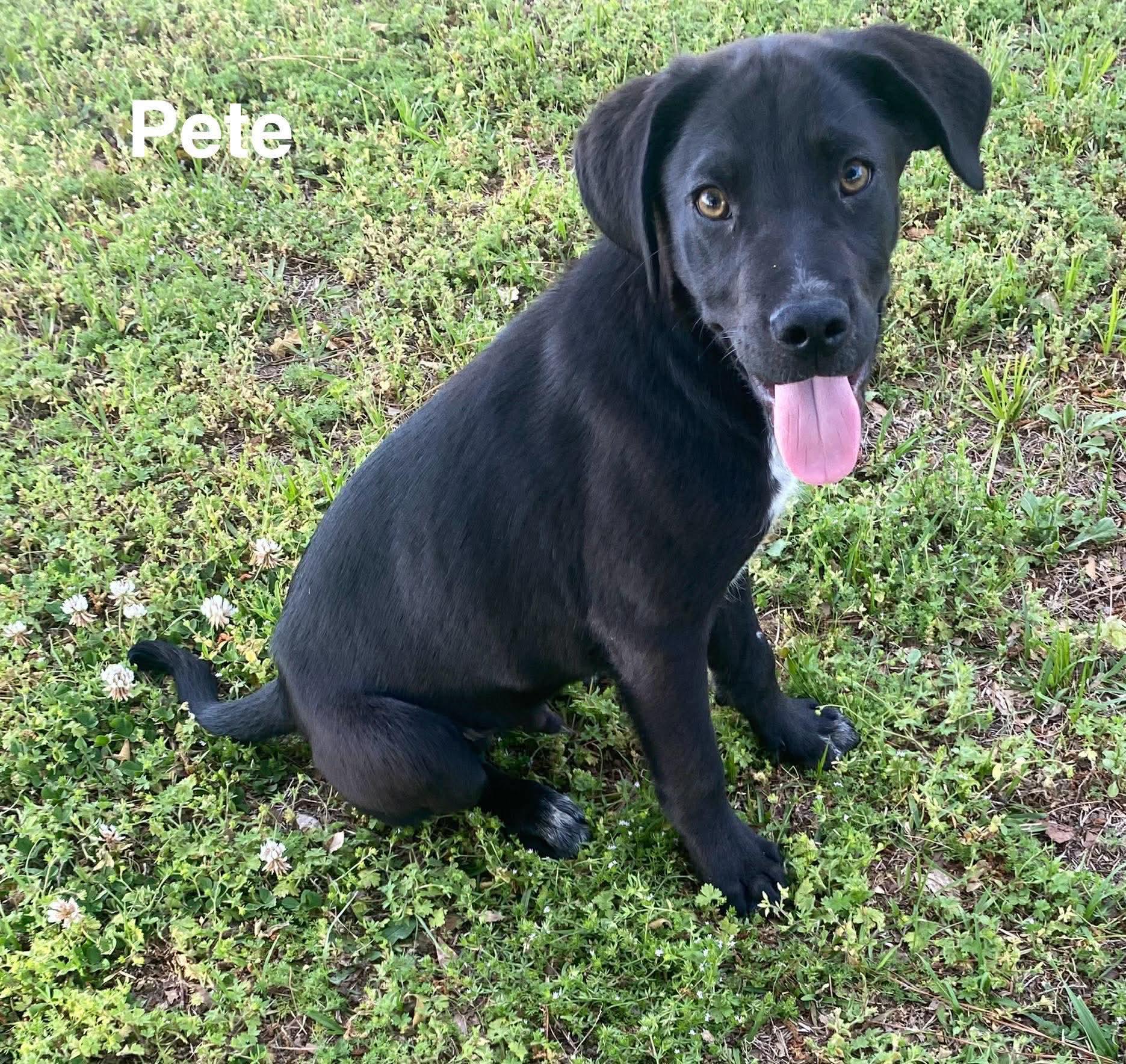 Enlarge Pete*, a ADOPTABLE mixed breed in Warwick, RI image 3/3