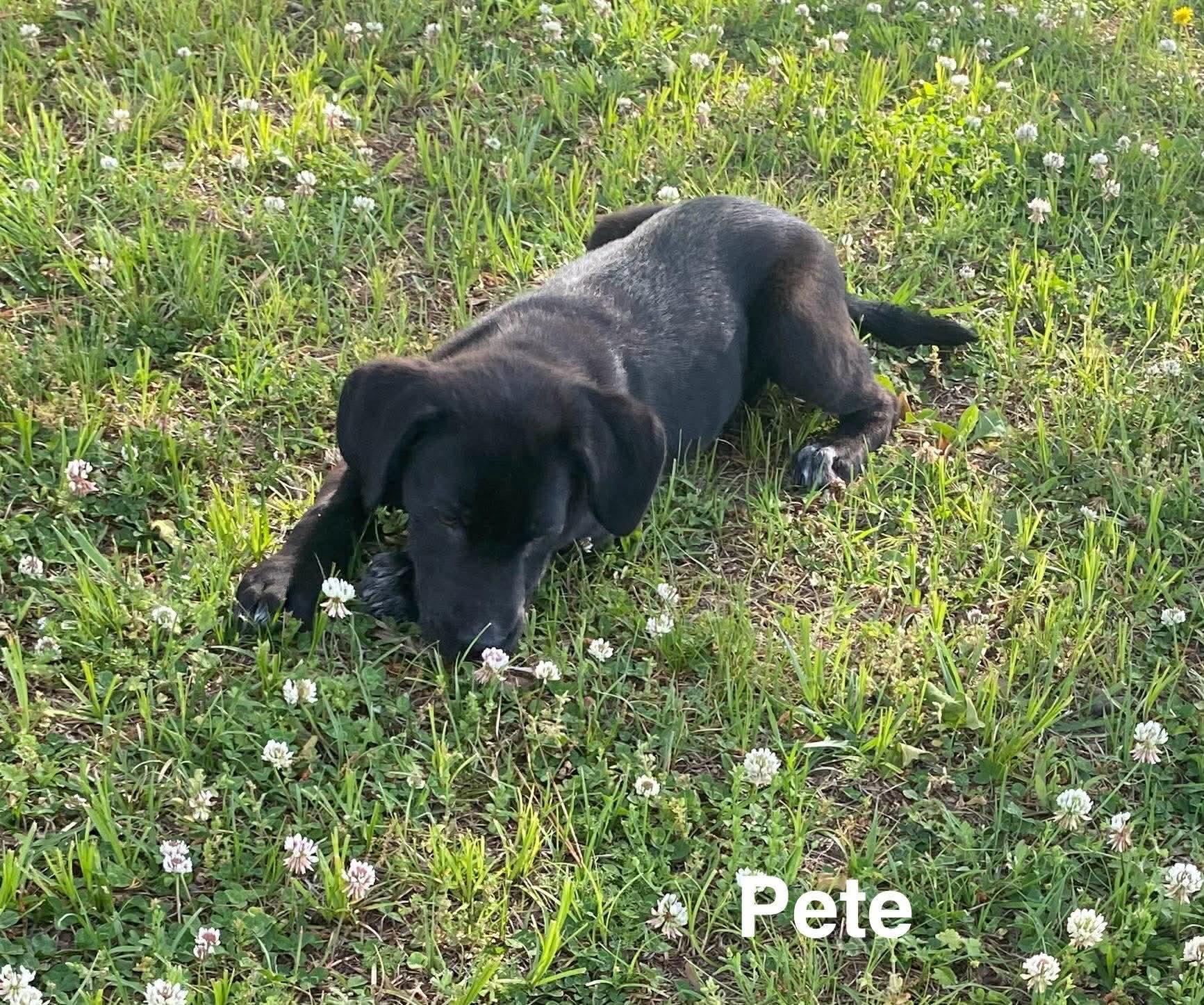 Enlarge Pete*, a ADOPTABLE mixed breed in Warwick, RI image 2/3