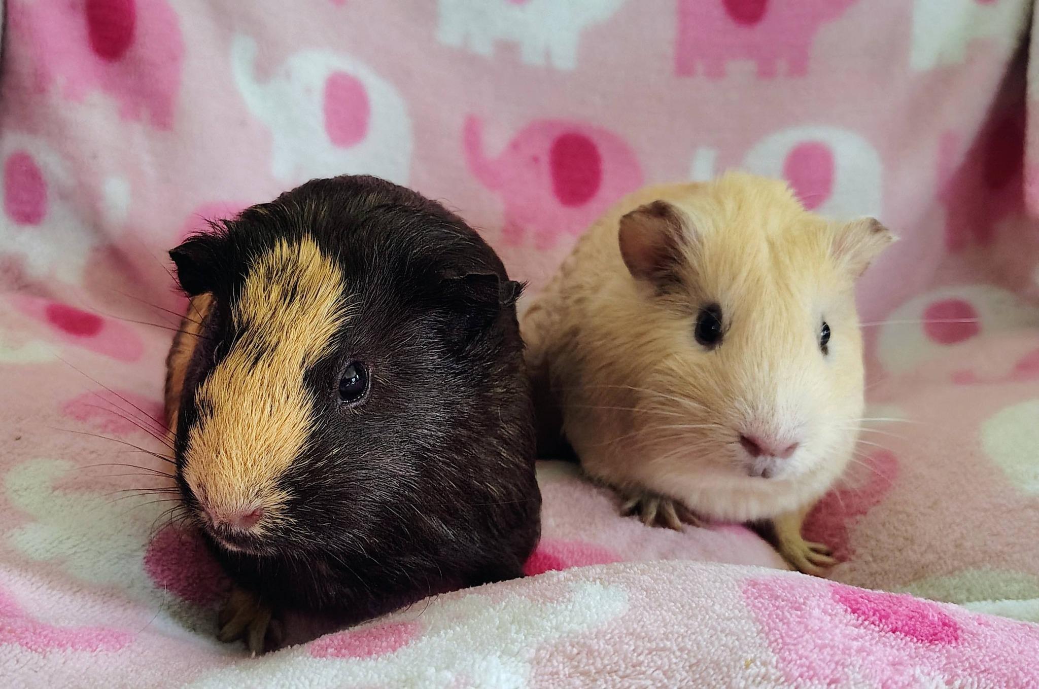 Coraline and Shelly, an adopted Guinea Pig in Cocoa, FL image 1/2