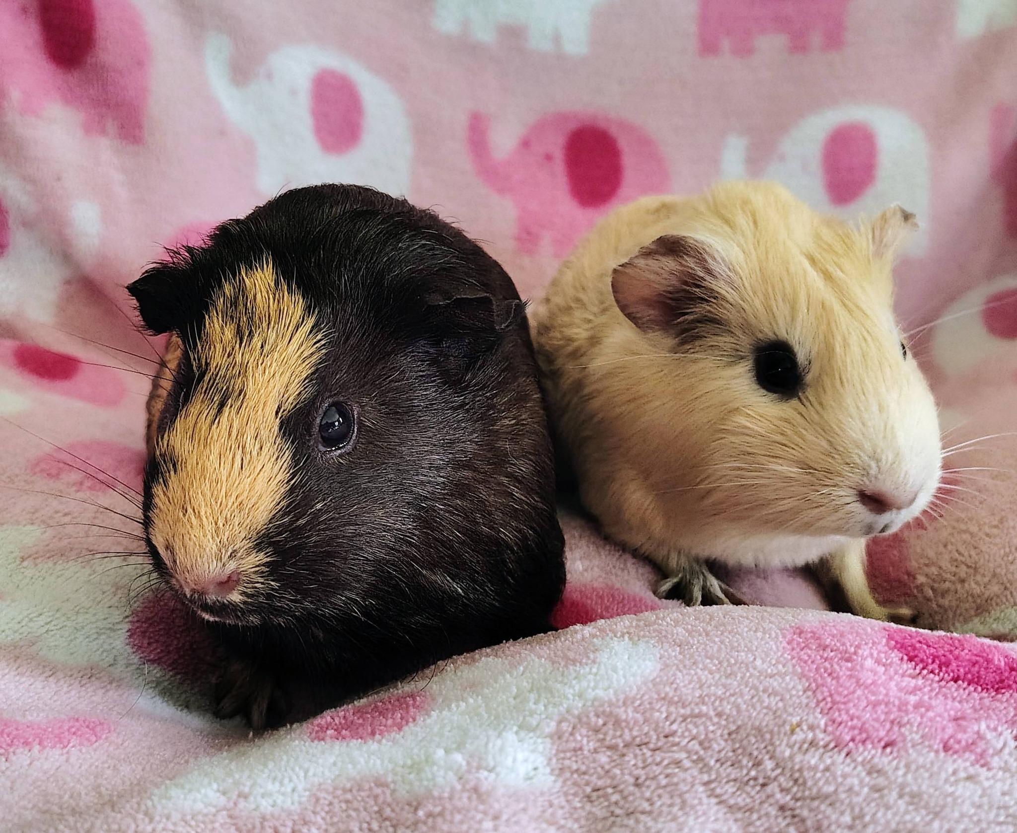 Coraline and Shelly, an adopted Guinea Pig in Cocoa, FL image 2/2