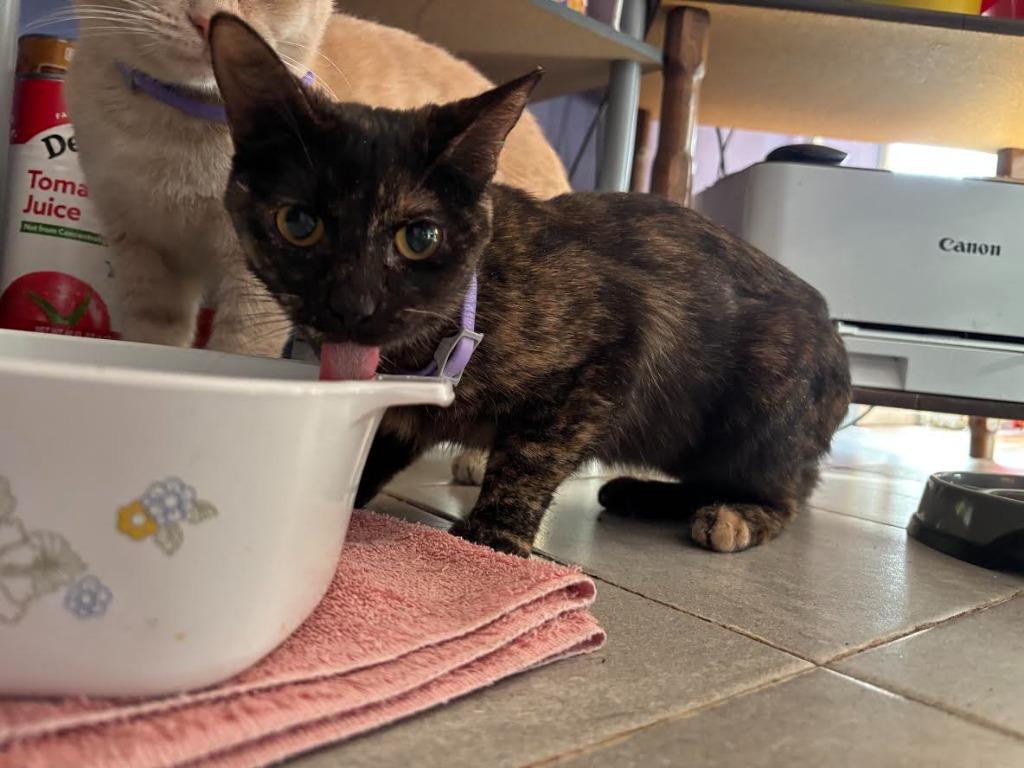 Aurora Borealis, Adoptable, Young Female Calico.