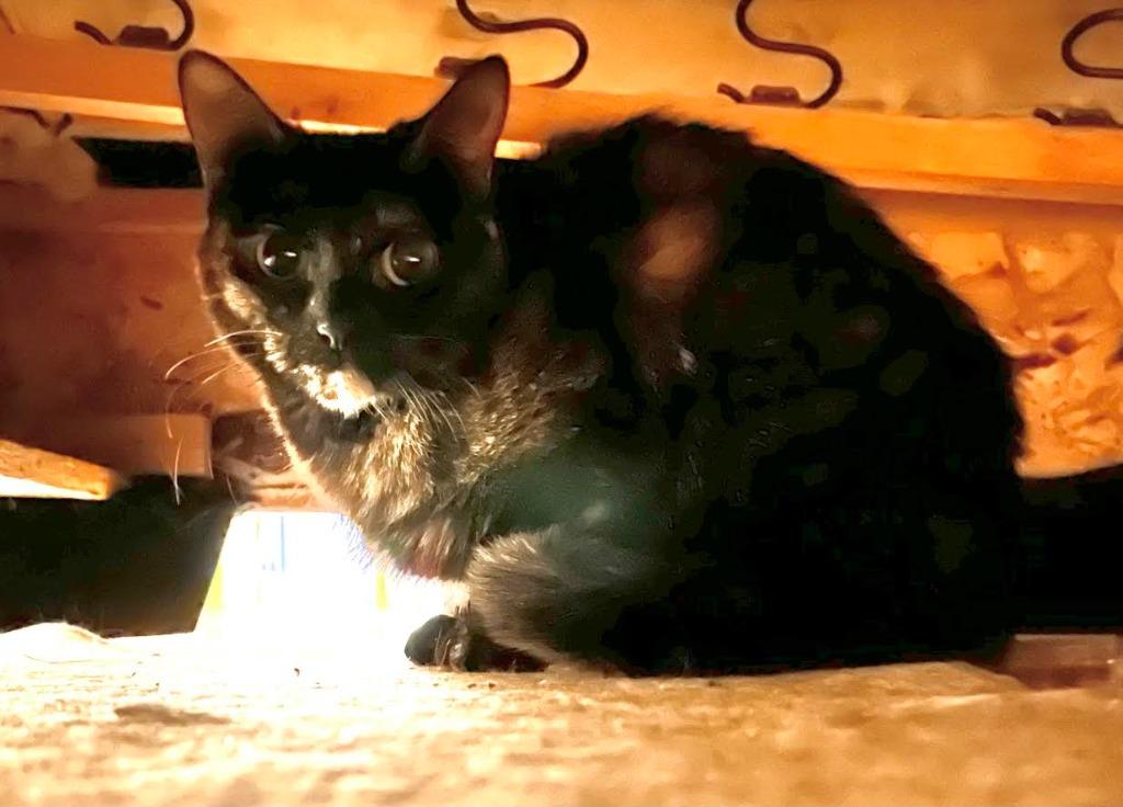 Enlarge Aurora Borealis, a Adoptable Calico in Bloomington, IN image 2/4