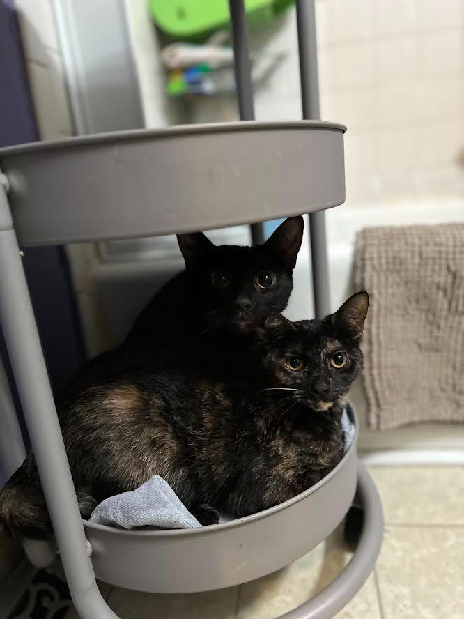 Enlarge Aurora Borealis, a Adoptable Calico in Bloomington, IN image 3/4