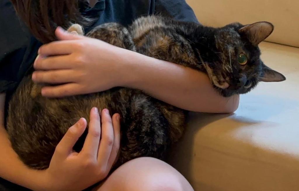 Enlarge Aurora Borealis, a Adoptable Calico in Bloomington, IN image 4/4