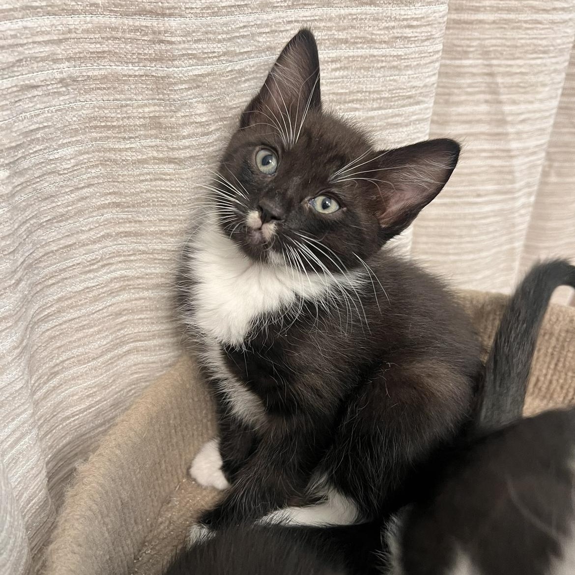 Jett