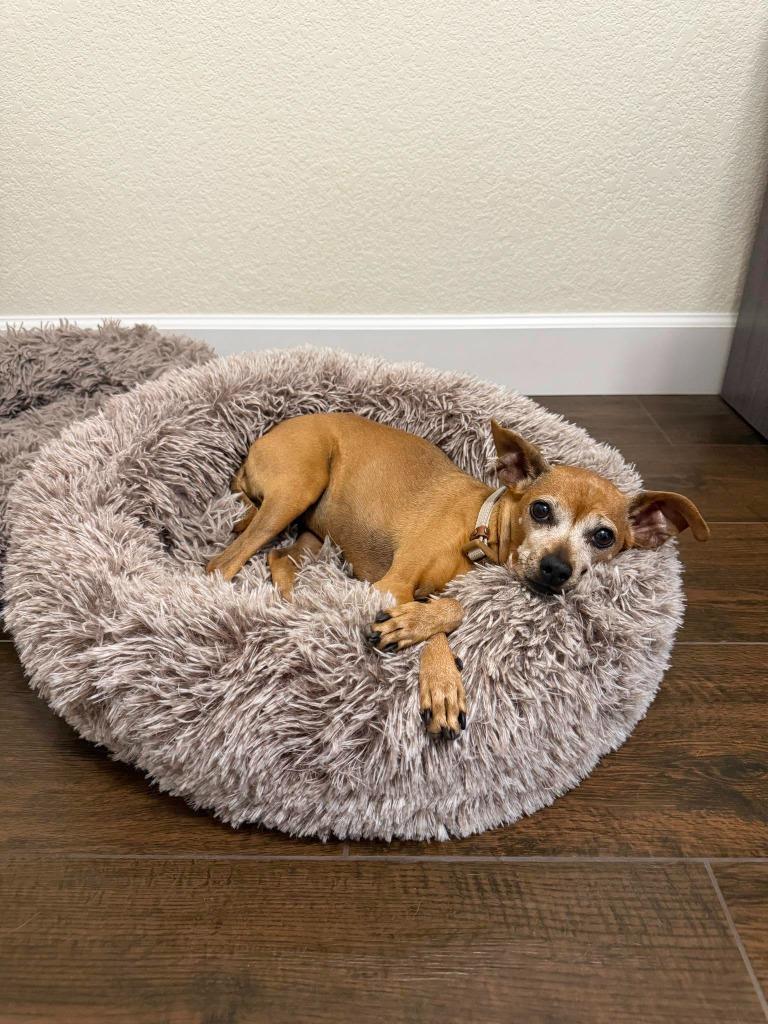 Mindy, Adoptable, Senior Female Chihuahua.