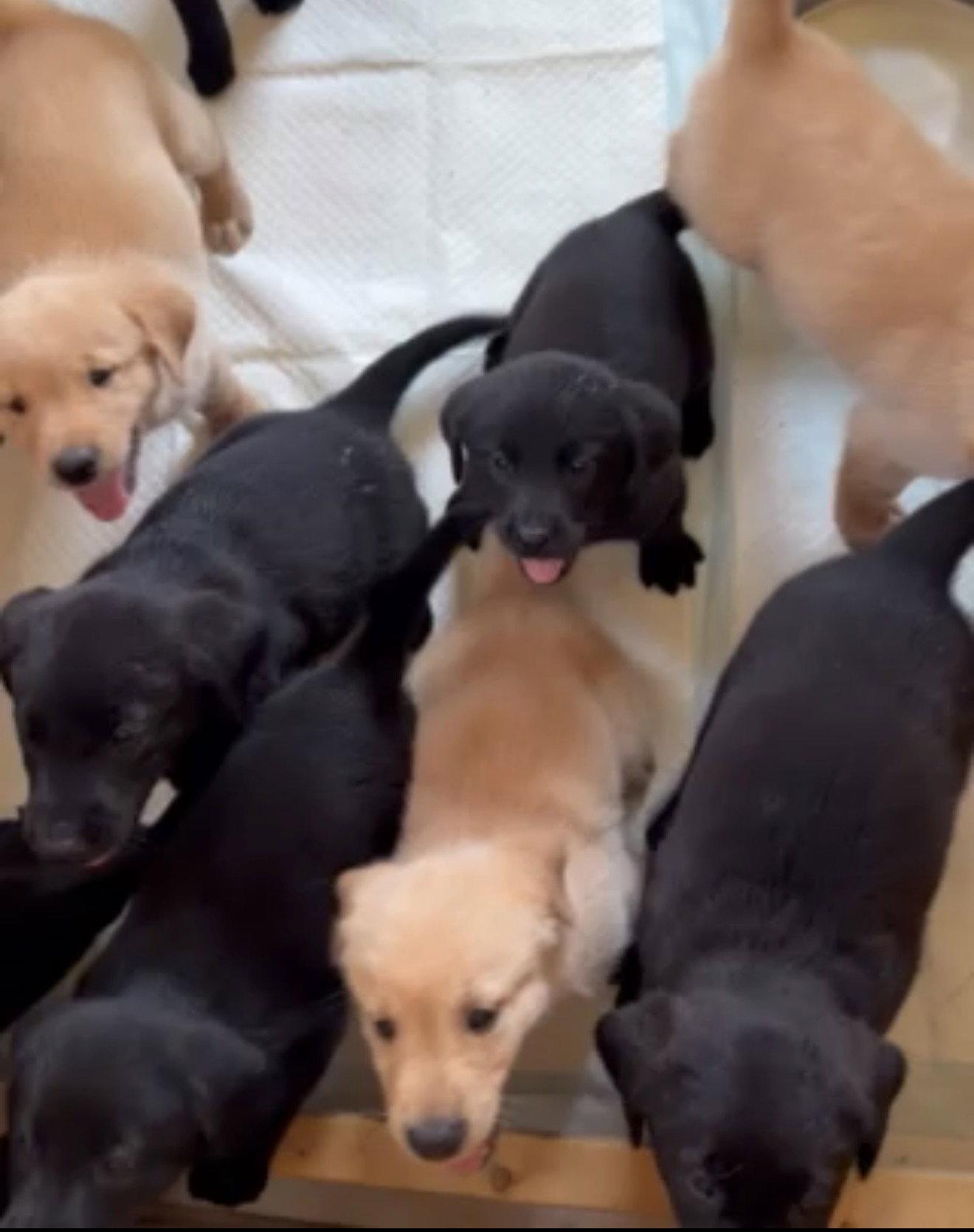 Puppy 4 - Red, Adoptable, Puppy Female Golden Retriever & Labrador Retriever.