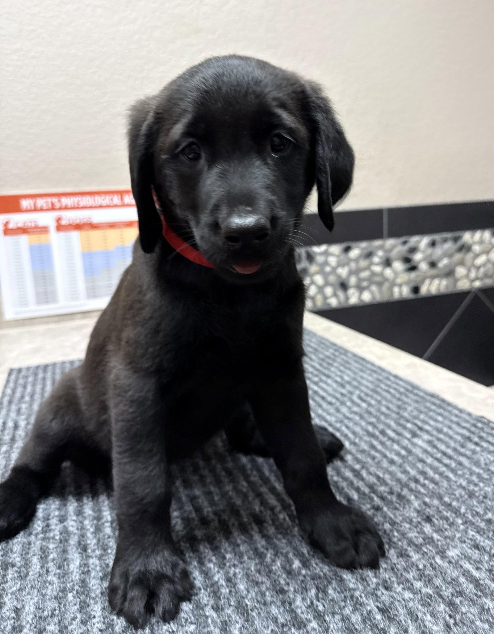 Enlarge Puppy 4 - Red, a Adoptable mixed breed in Denton, TX image 2/3