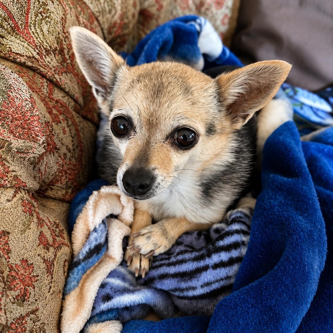 Chiquita, a ADOPTABLE Chihuahua in Henderson, NV image 1/2