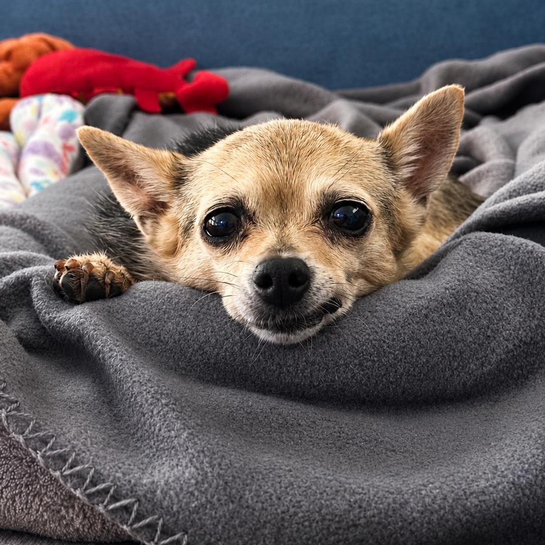 Chiquita, a ADOPTABLE Chihuahua in Henderson, NV image 2/2