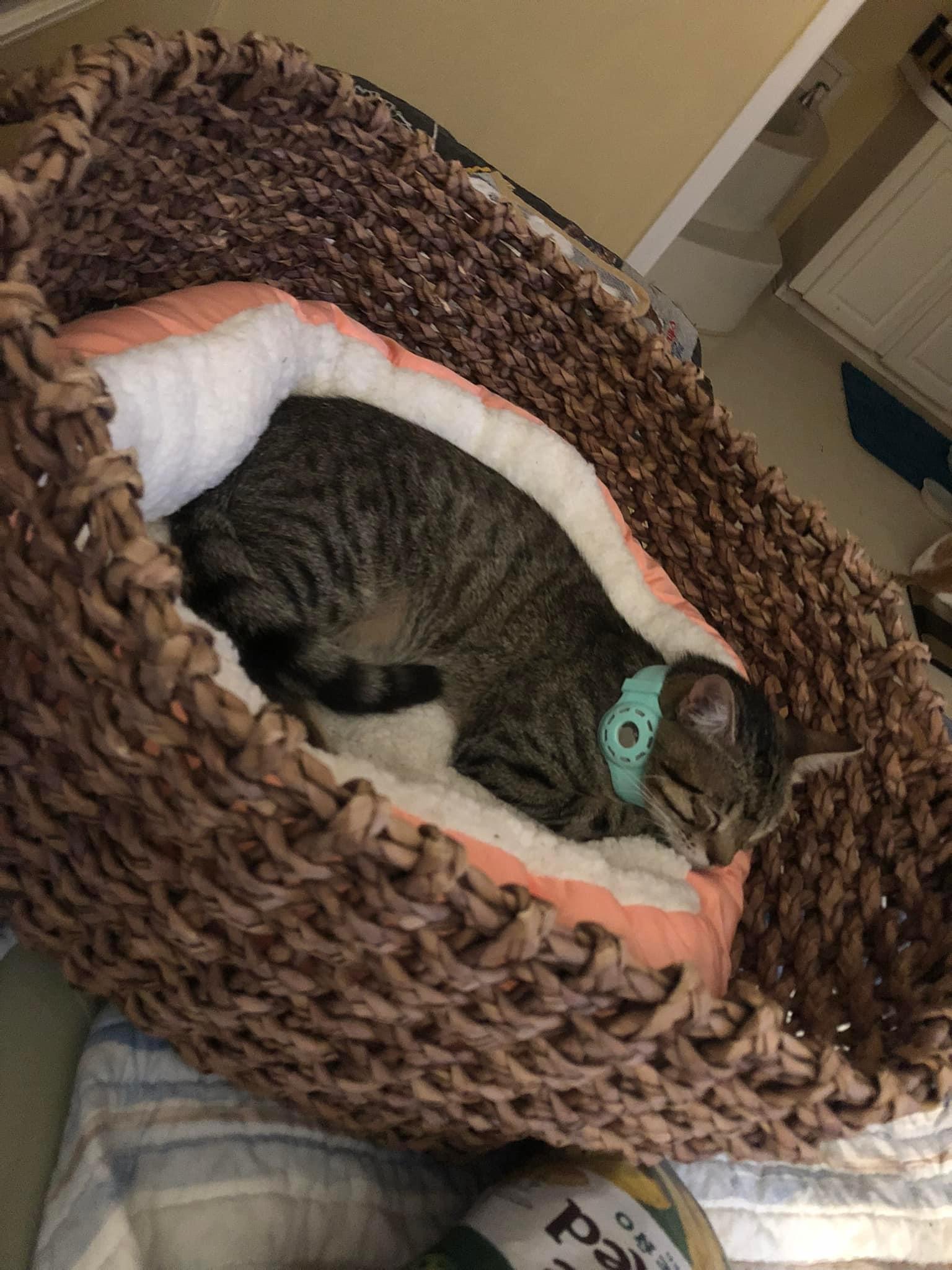 Oliver, Adopted, Adult Male Domestic Short Hair.