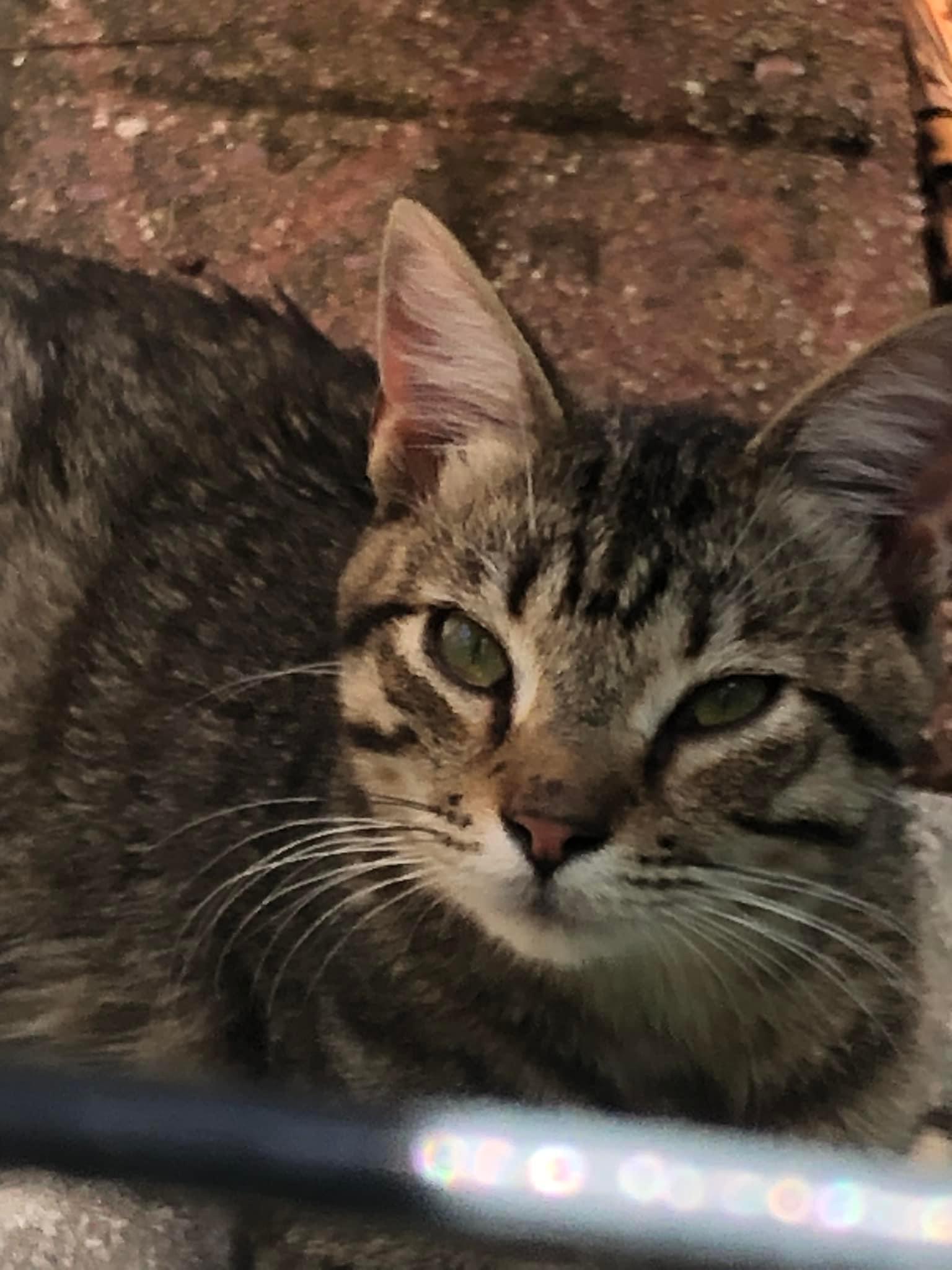Enlarge Oliver, a Adopted Domestic Short Hair in CRYSTAL RIVER, FL image 2/2