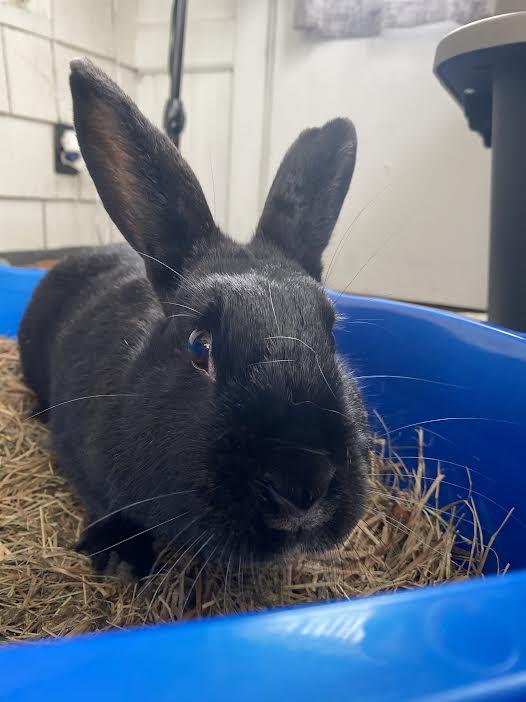 Eda *bonded to Zita*, a Adoptable mixed breed in Westbrook, ME image 2/4