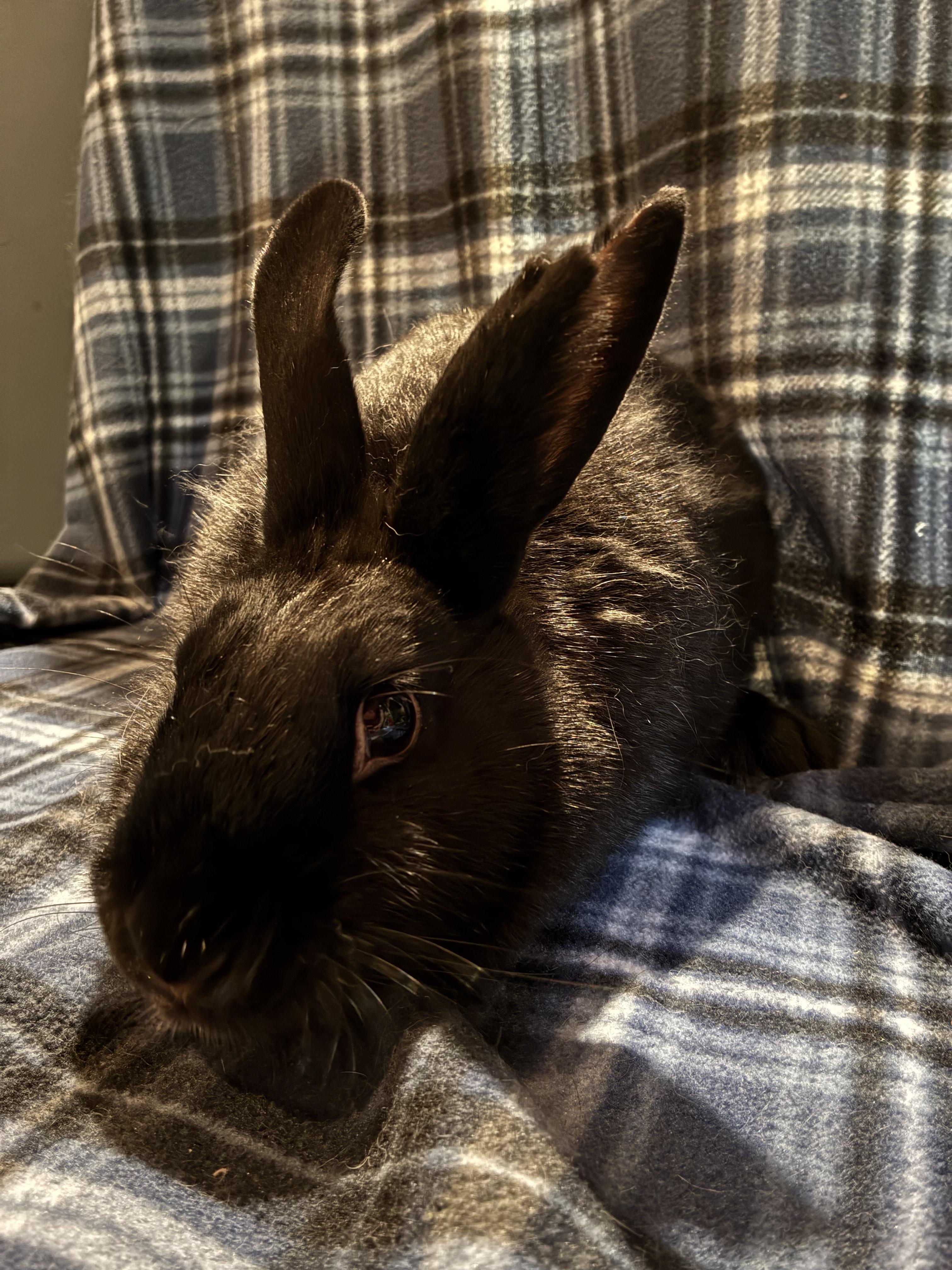 Eda *bonded to Zita*, a Adoptable mixed breed in Westbrook, ME image 3/4