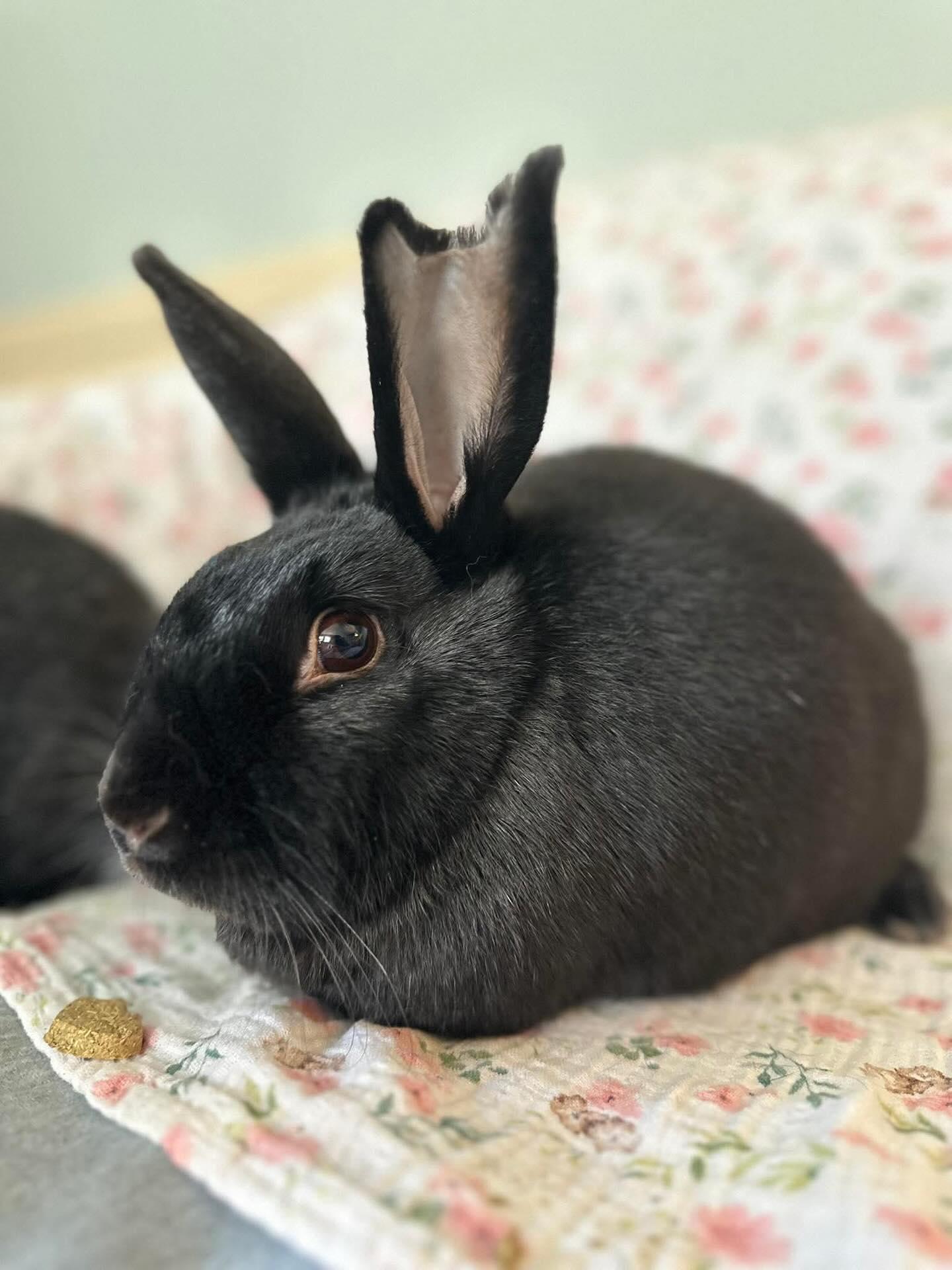 Eda *bonded to Zita*, Adoptable, Adult Female Bunny Rabbit.