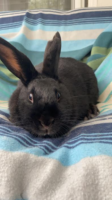 Eda *bonded to Zita*, a Adoptable mixed breed in Westbrook, ME image 1/4